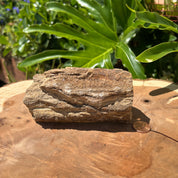 Druzy Crystalized Petrified Wood