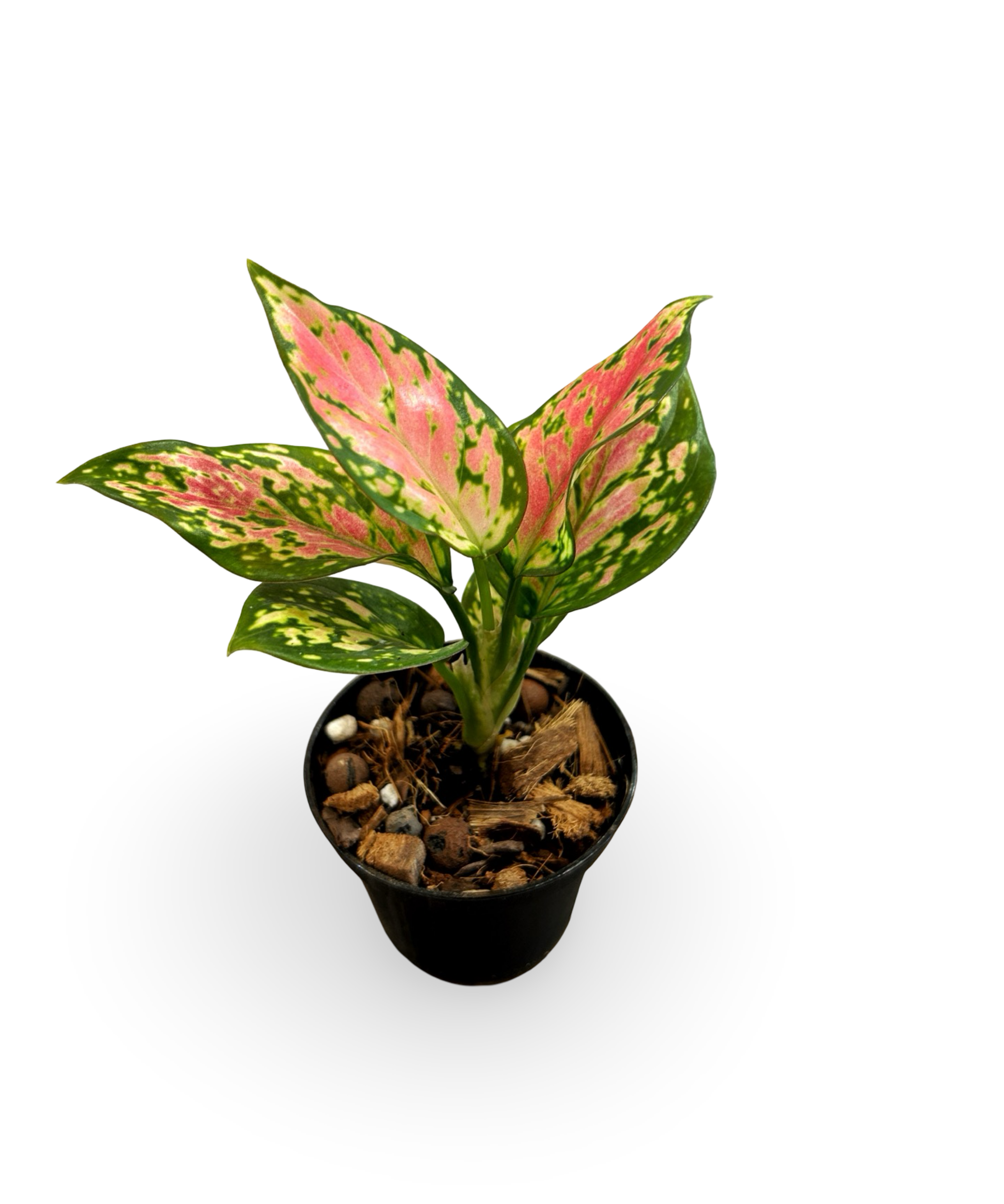aglaonema.png