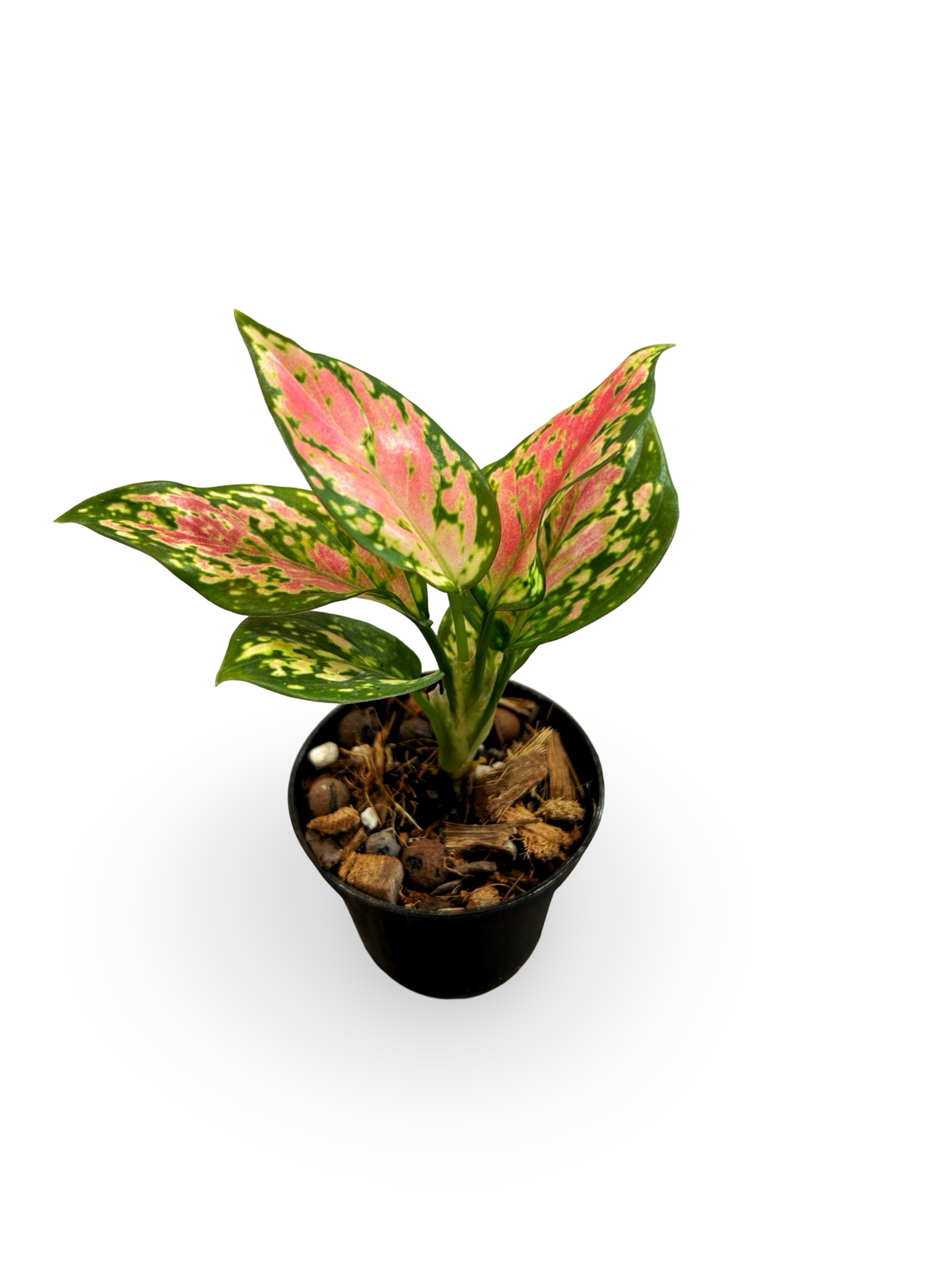 Aglaonema 3" Starter Plant