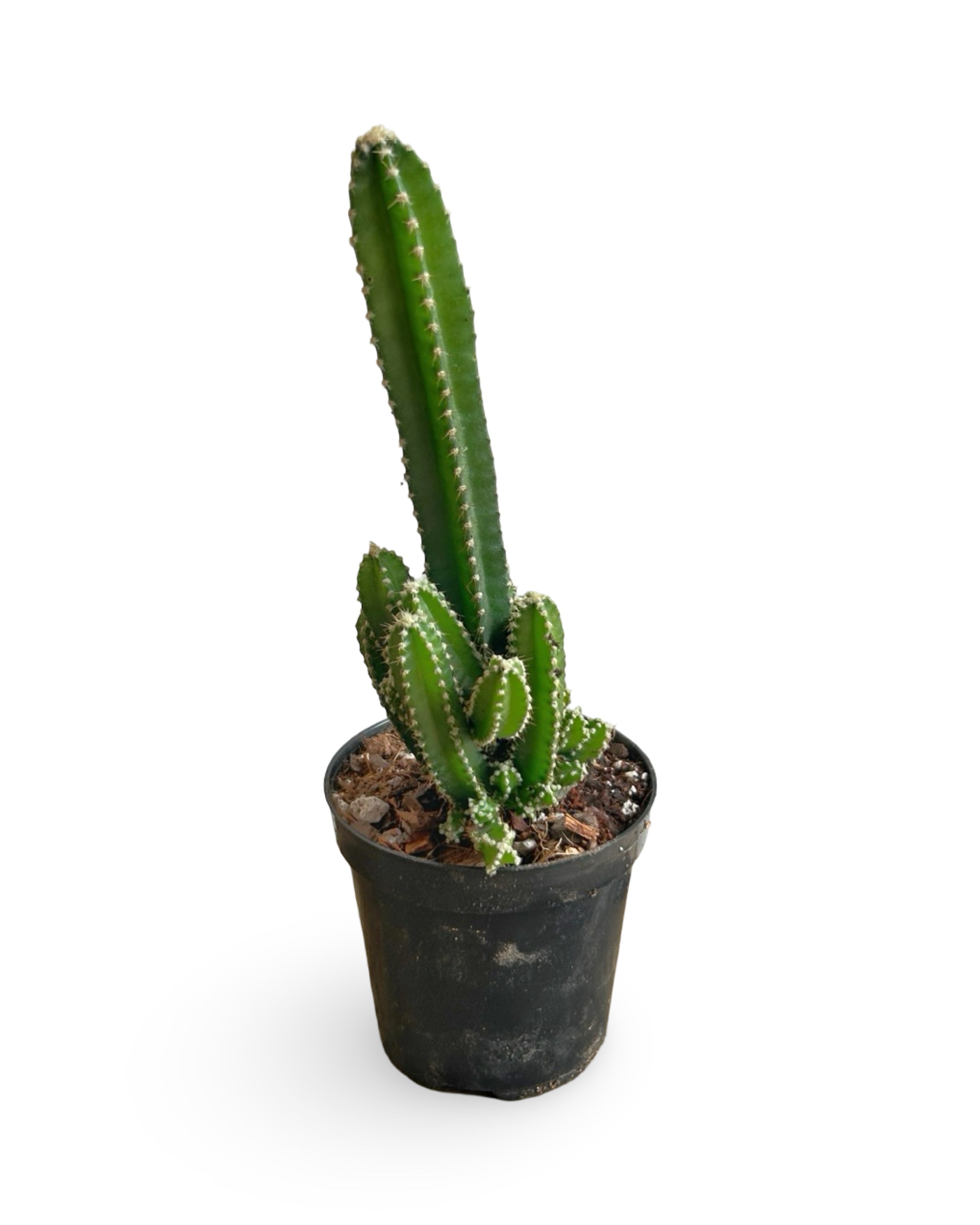 4" Acanthocereus tetragonus 'Fairy Tale Cactus' | FT105