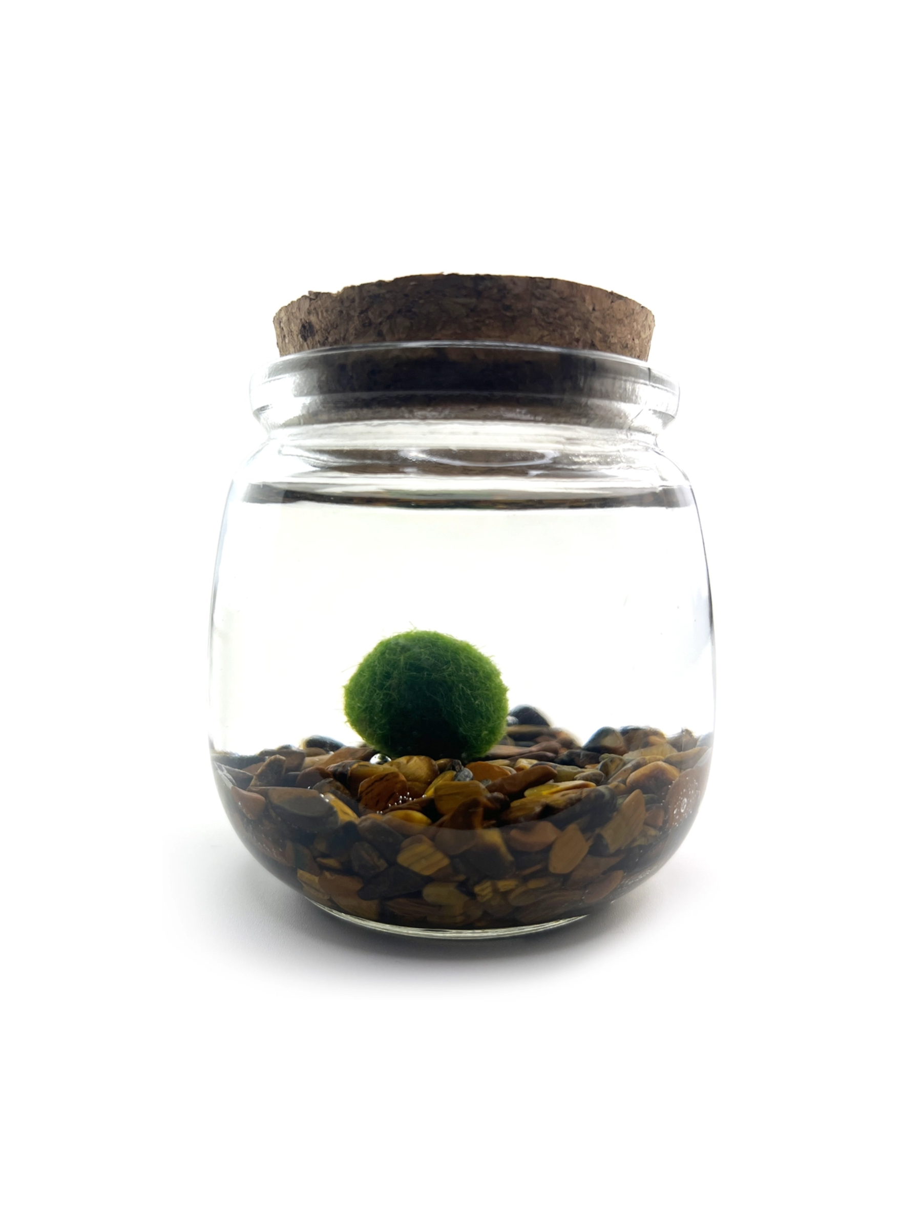 Moss Amigo Pet Plant - Chico Size with Tiger's Eye