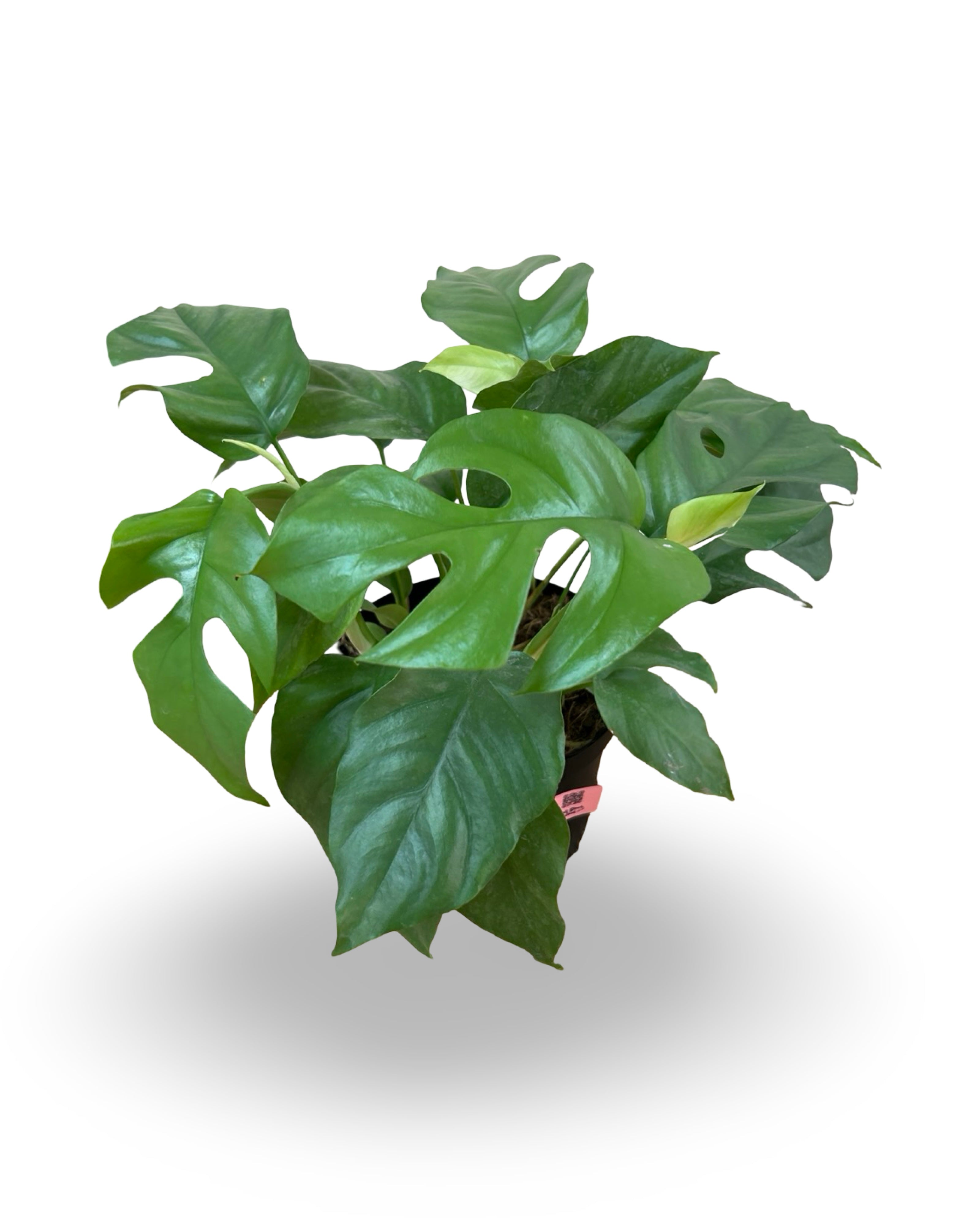 6β Rhaphidophora Tetrasperma 'Mini Monstera'