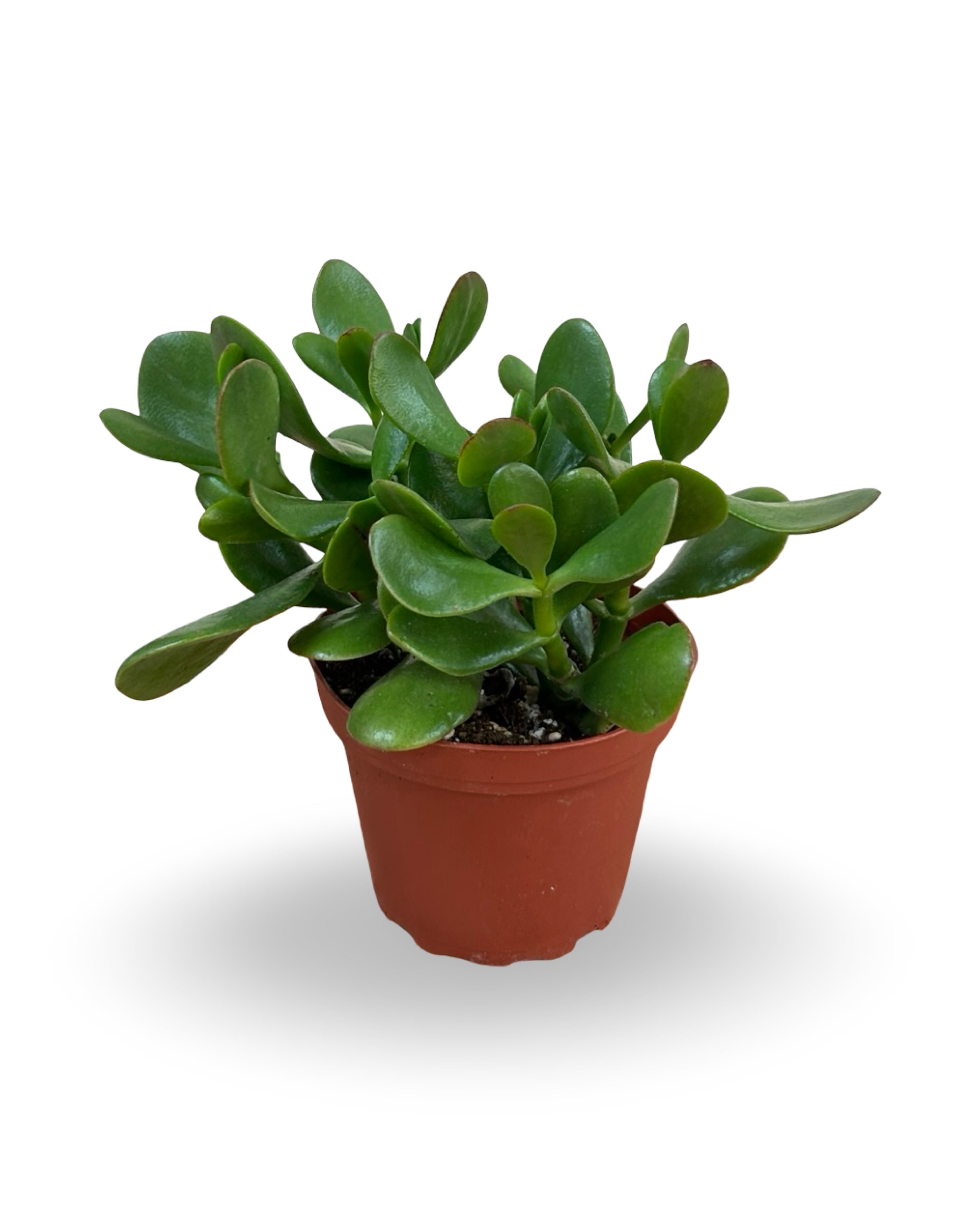 4โ Crassula Jade