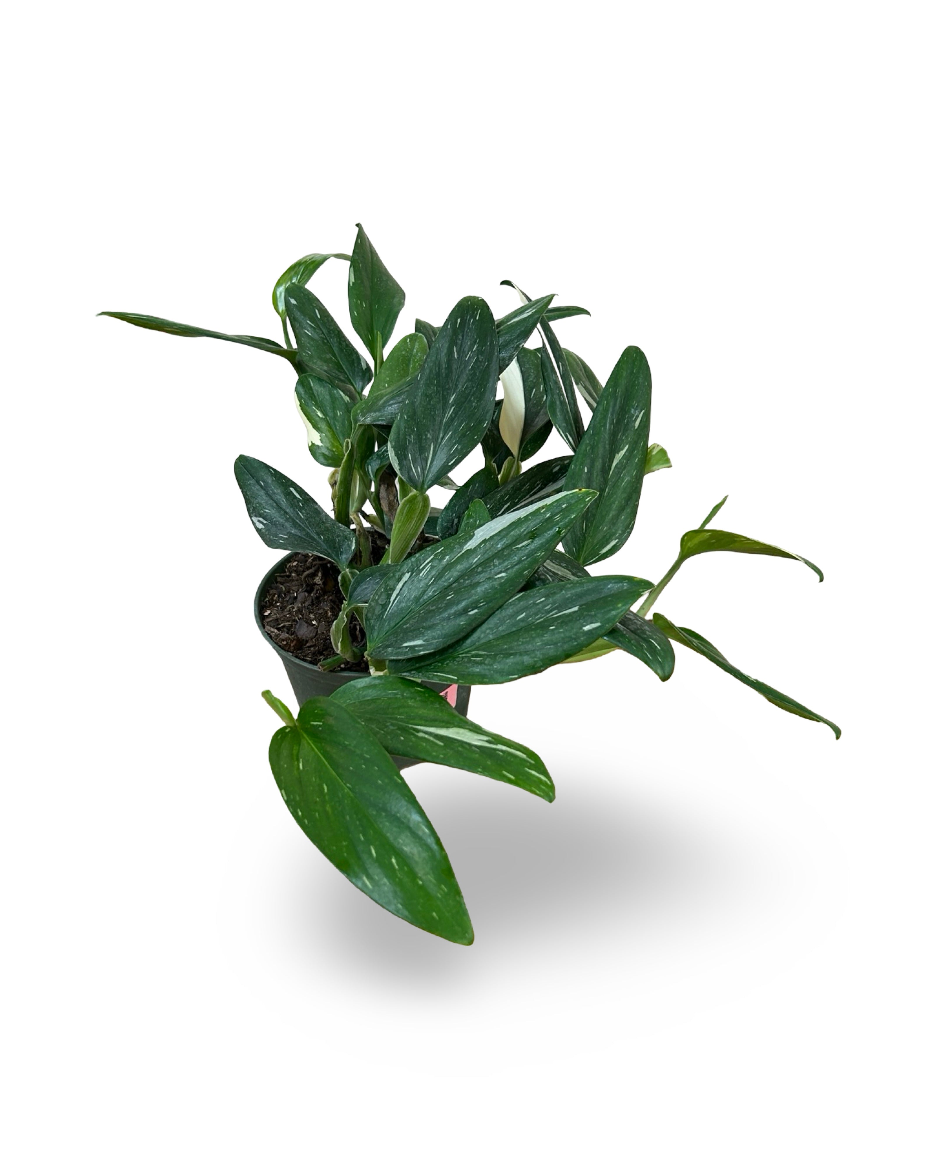 6β Monstera standleyana Albo 'Cobra'