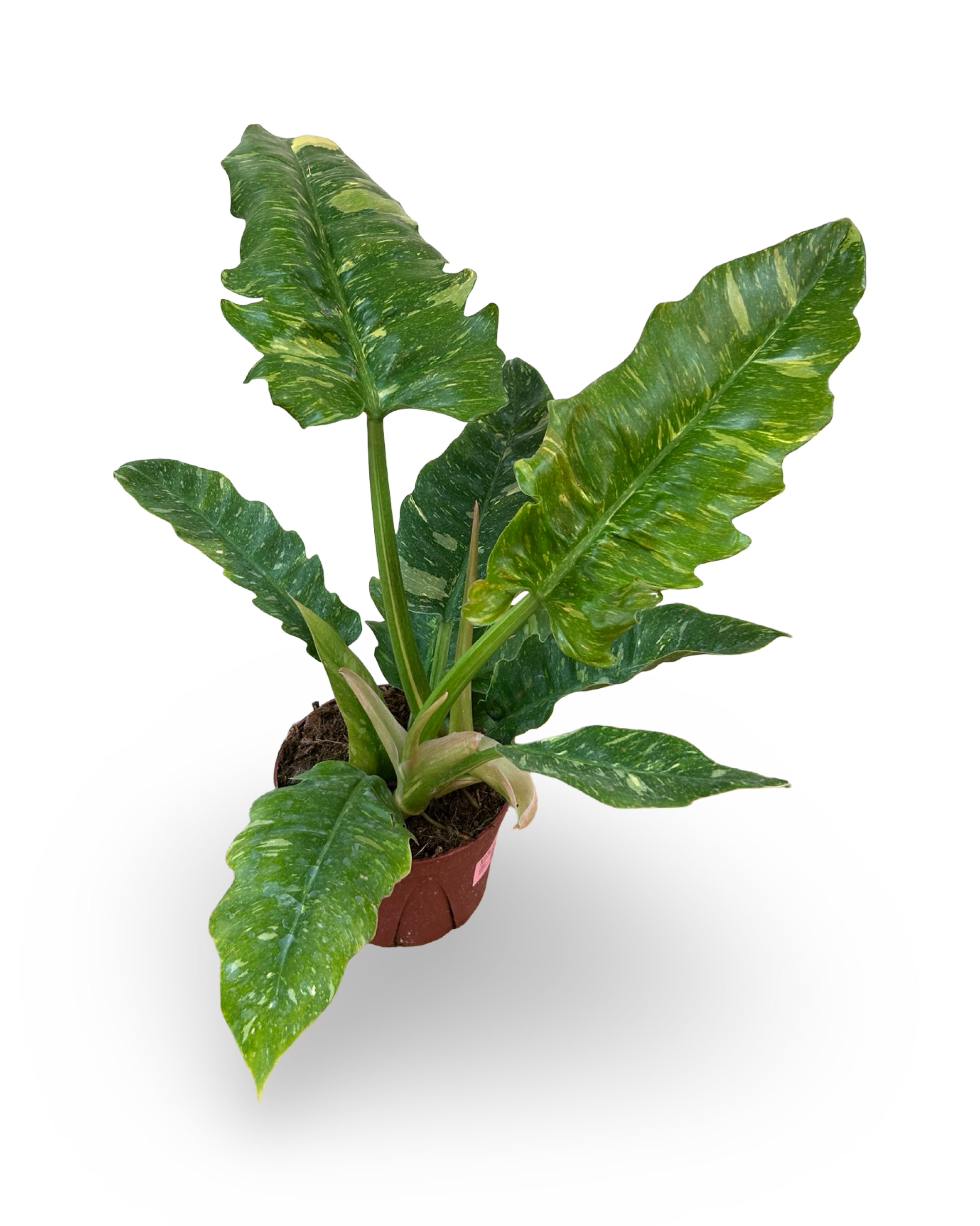 6β Philodendron Ring of Fire