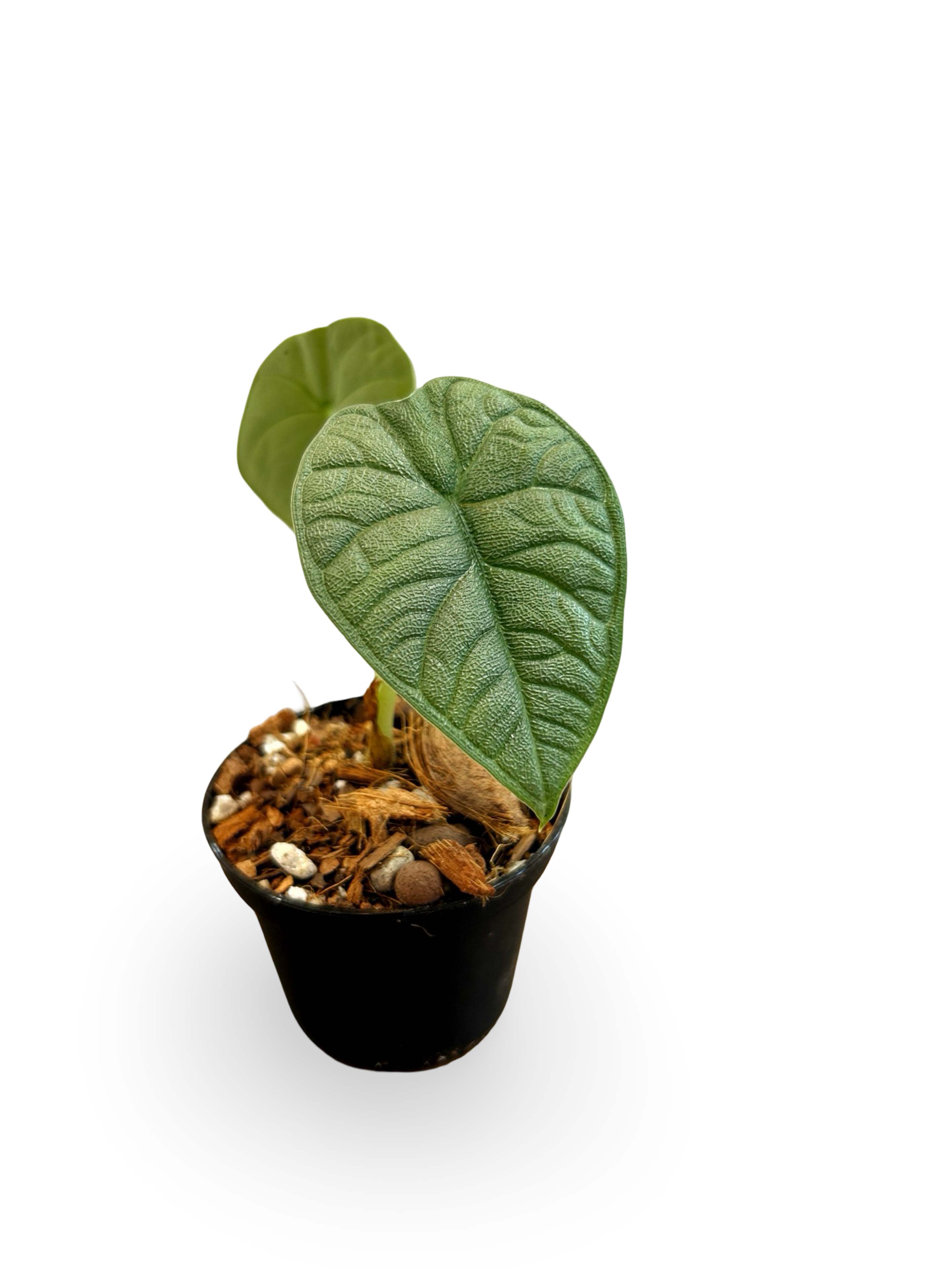 Alocasia Melo 3" Starter Plant