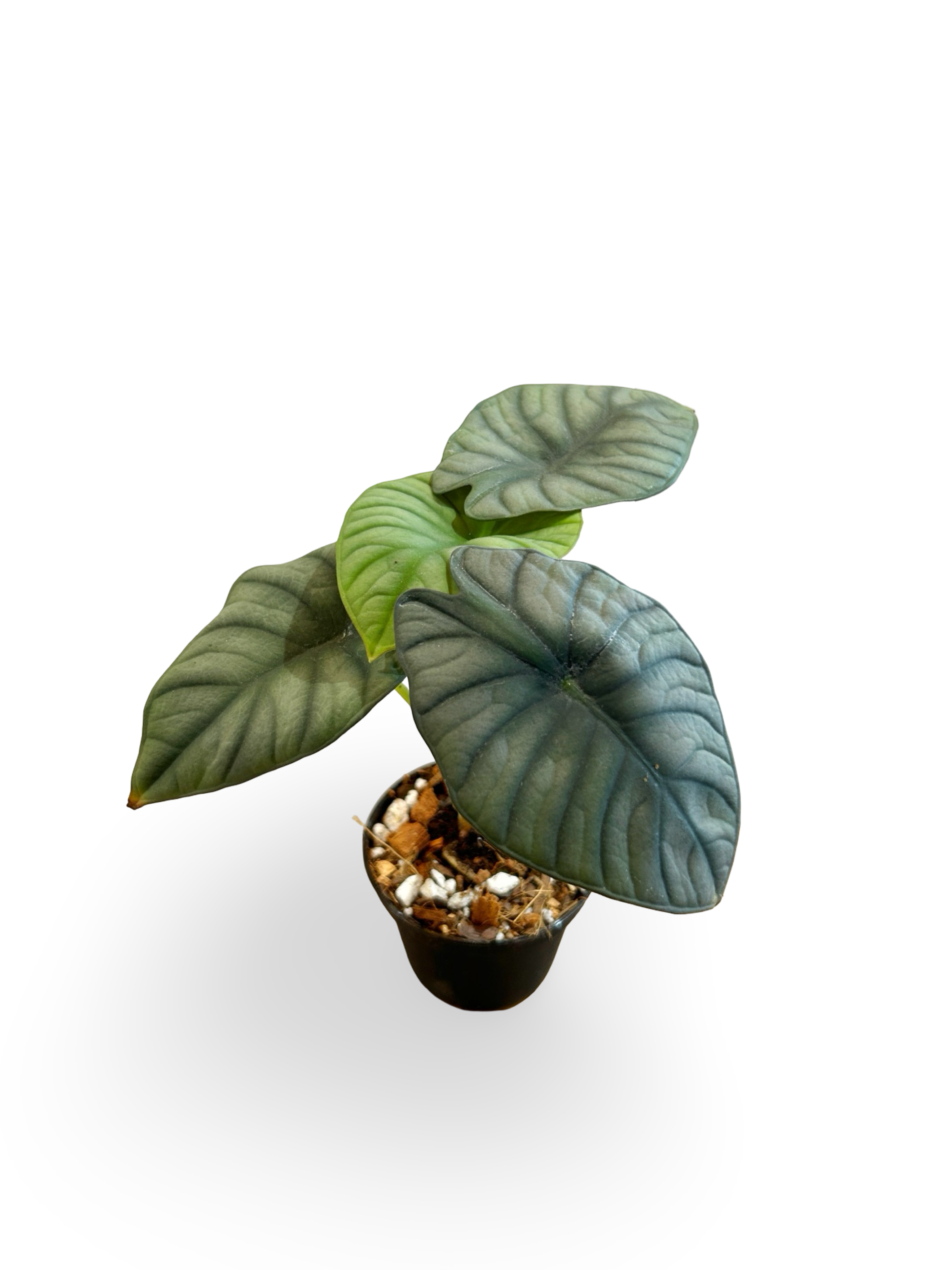 Alocasia Nebula 3" Starter Plant