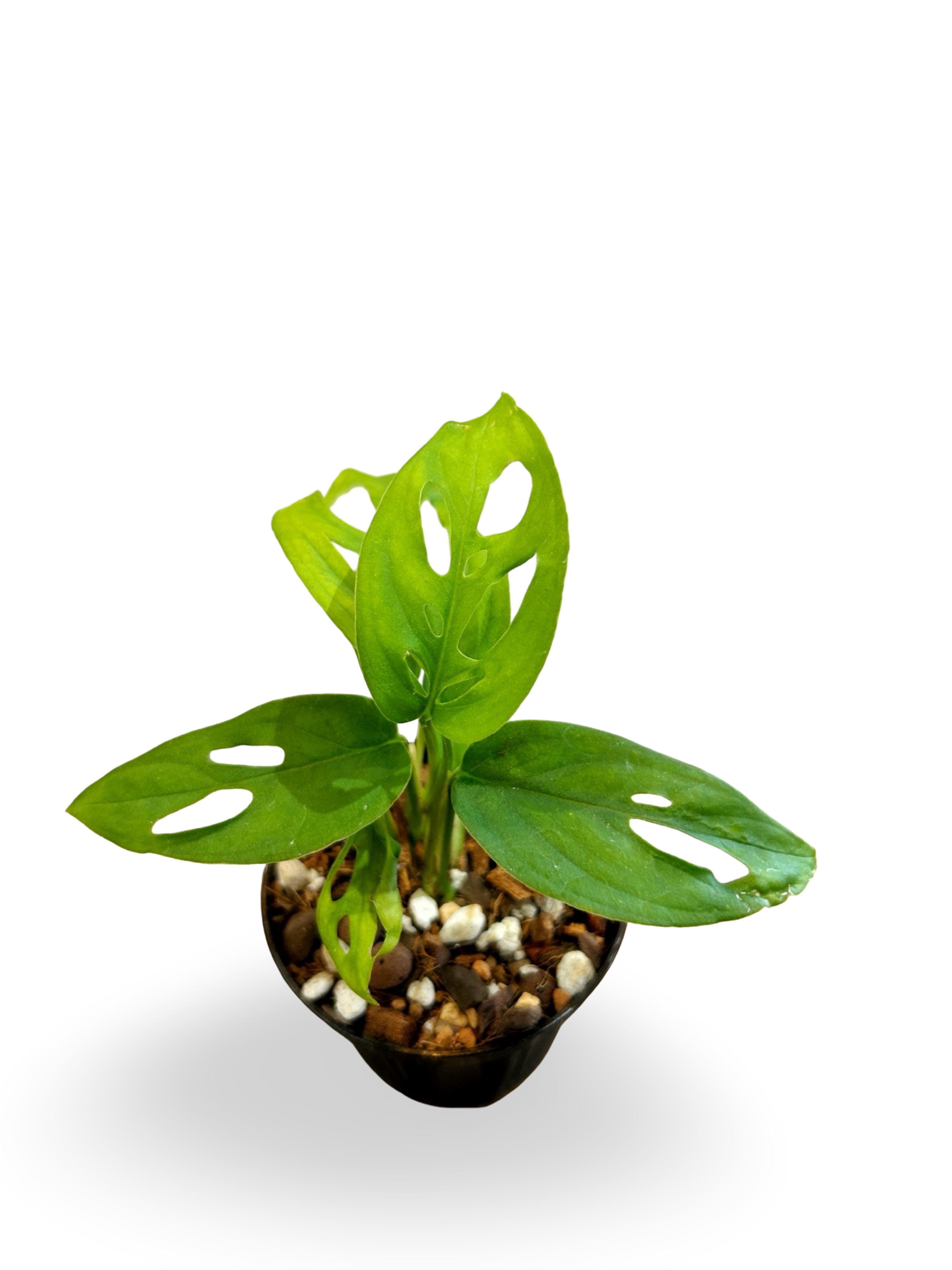 Monstera Obliqua 3" Starter Plant