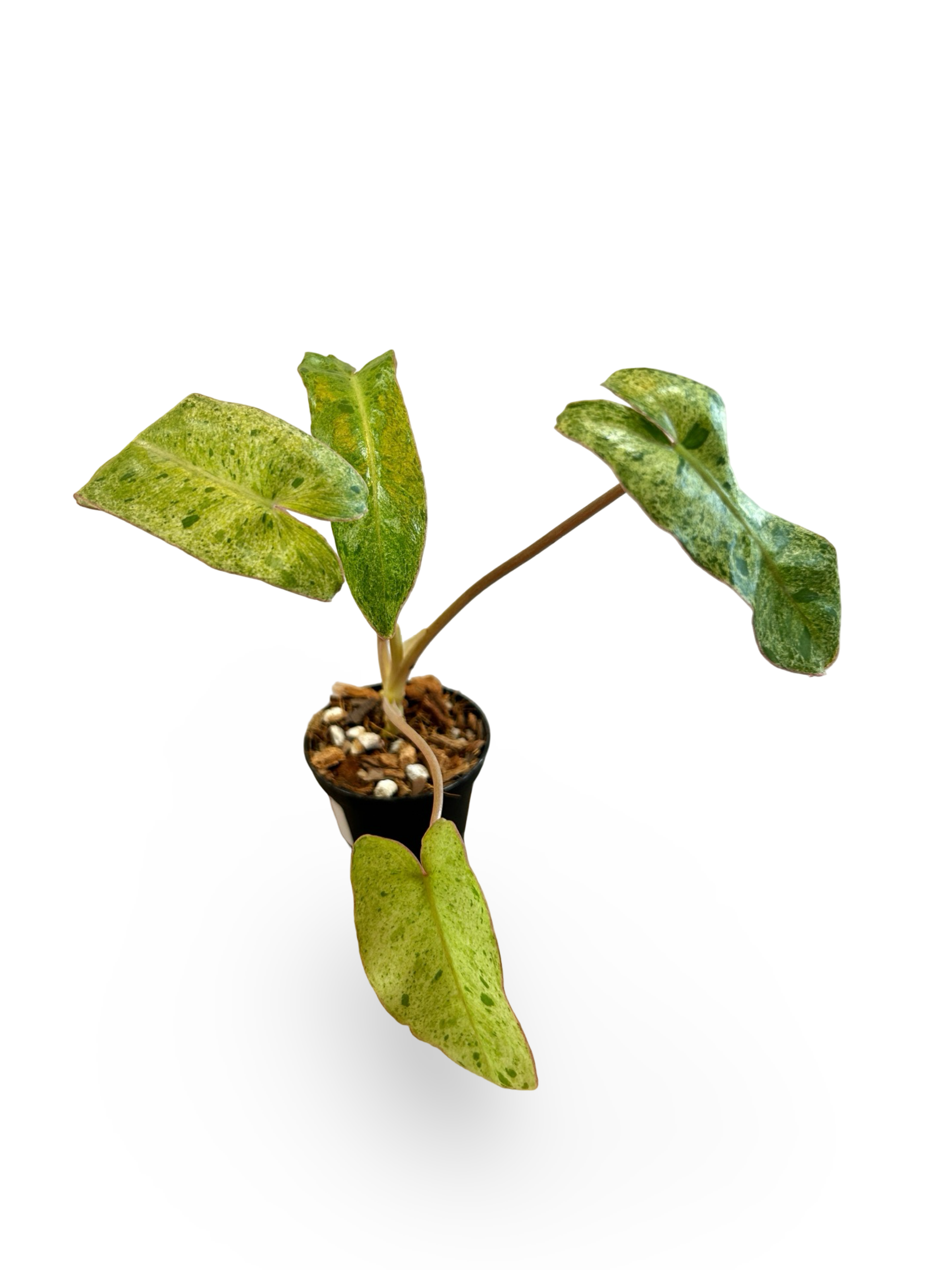 Philodendron Paraiso Verde 3" Starter Plant