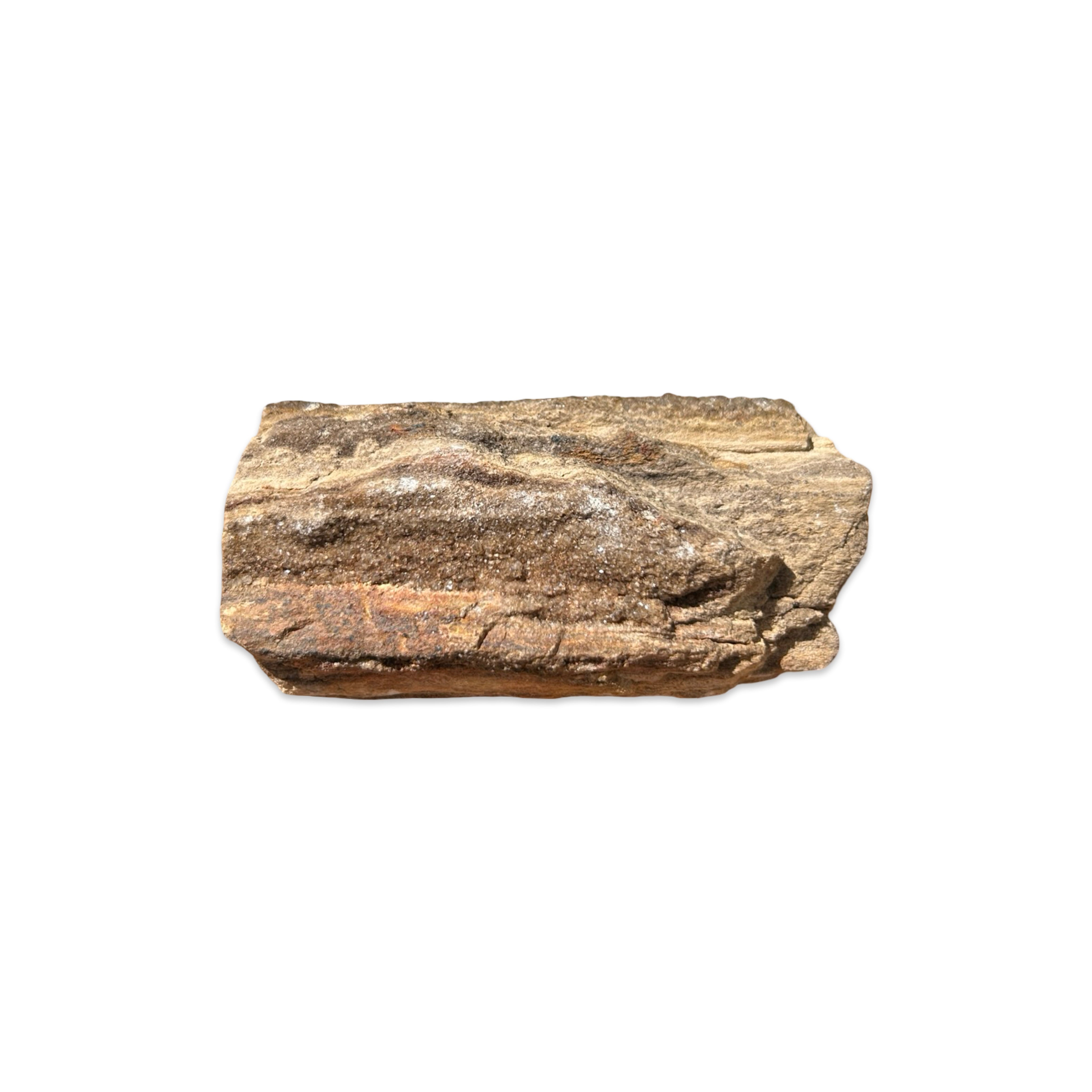 Druzy Crystalized Petrified Wood