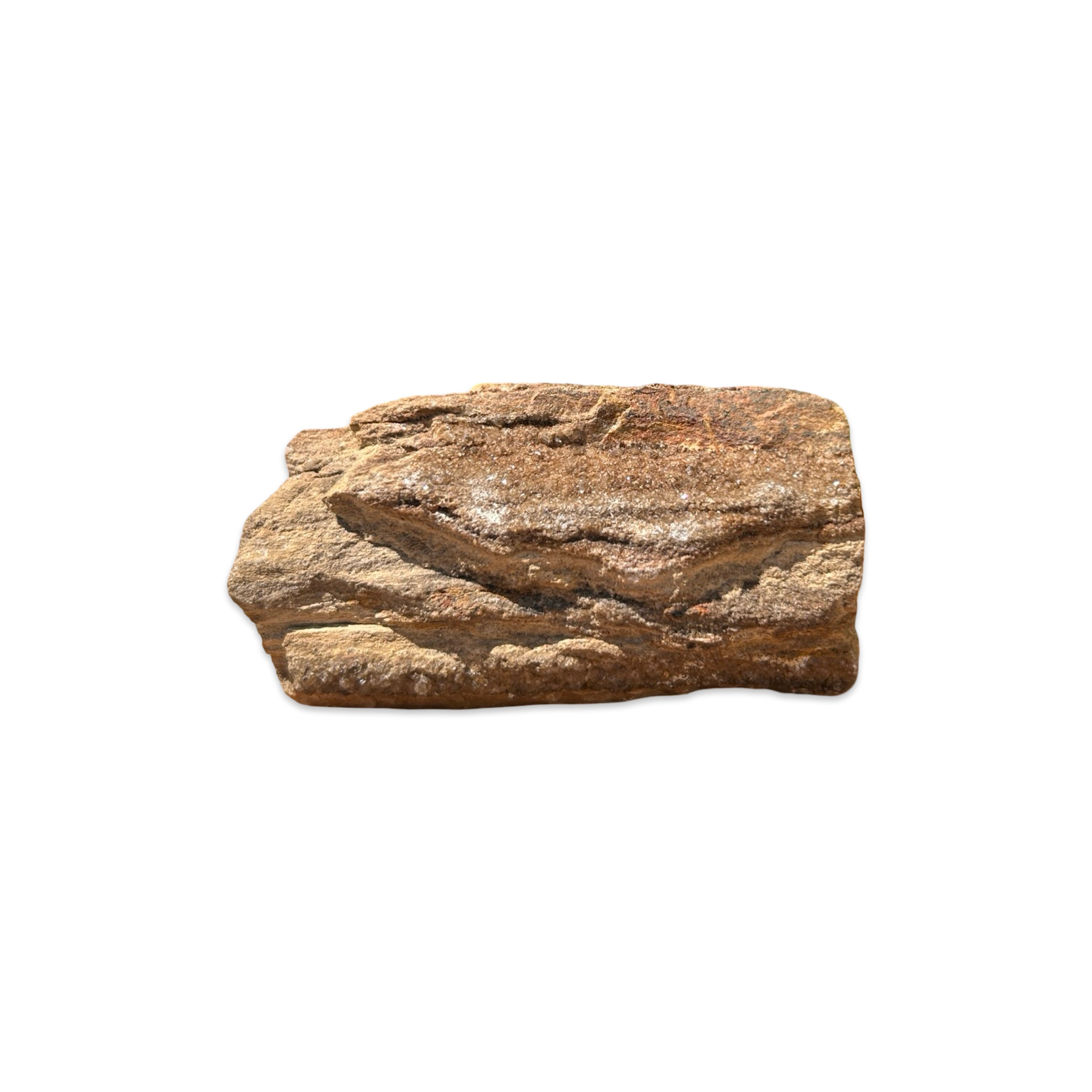 Druzy Crystalized Petrified Wood