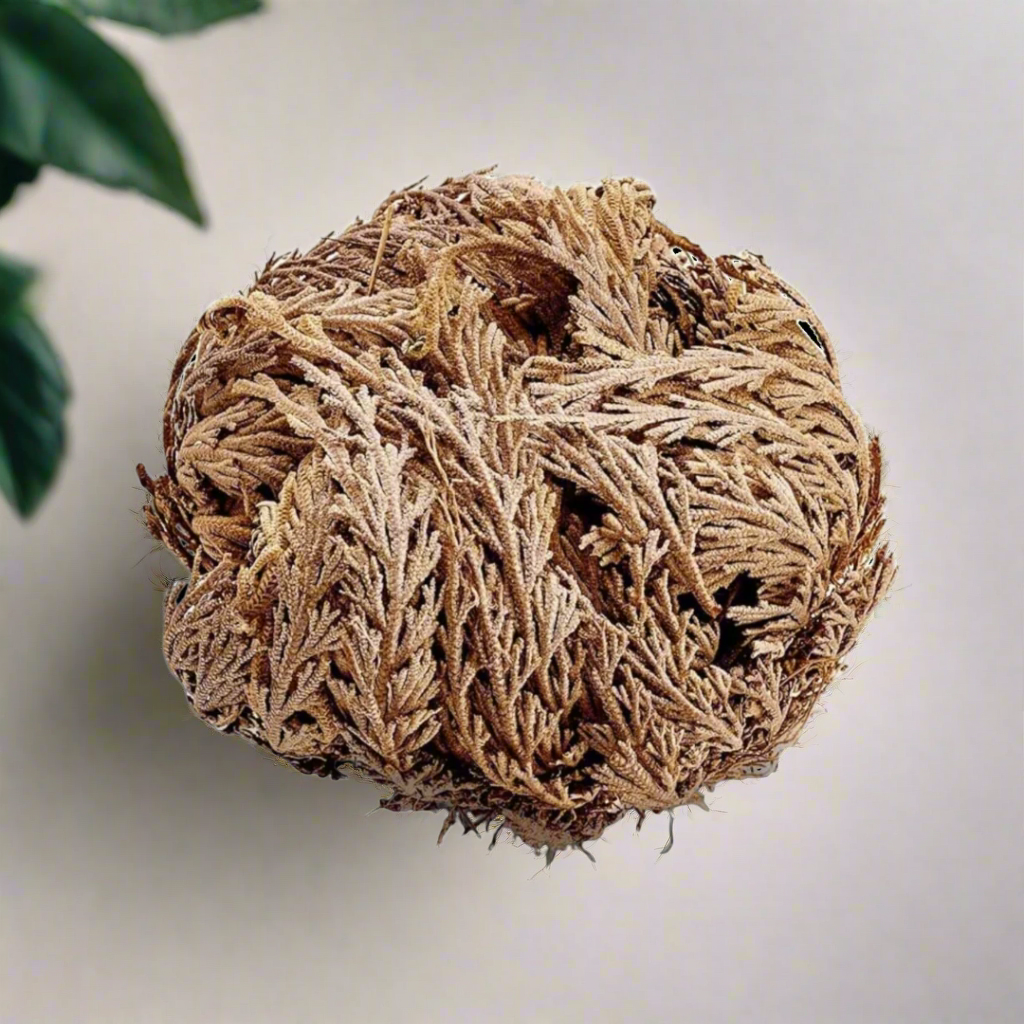 Resurrection Rose of Jericho