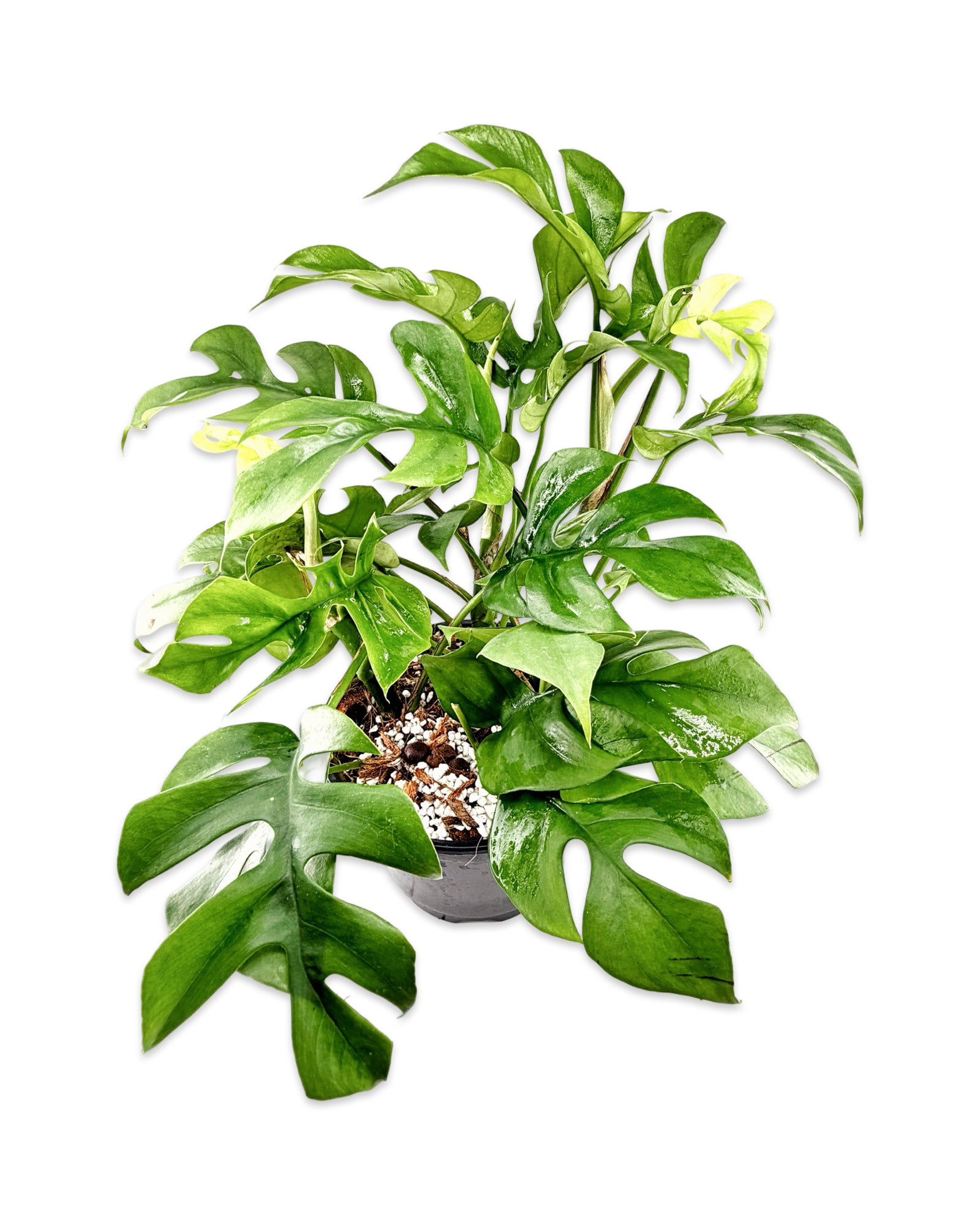 Philodendron ‘Minima’ (Mini Monstera)