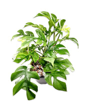 Philodendron ‘Minima’ (Mini Monstera)