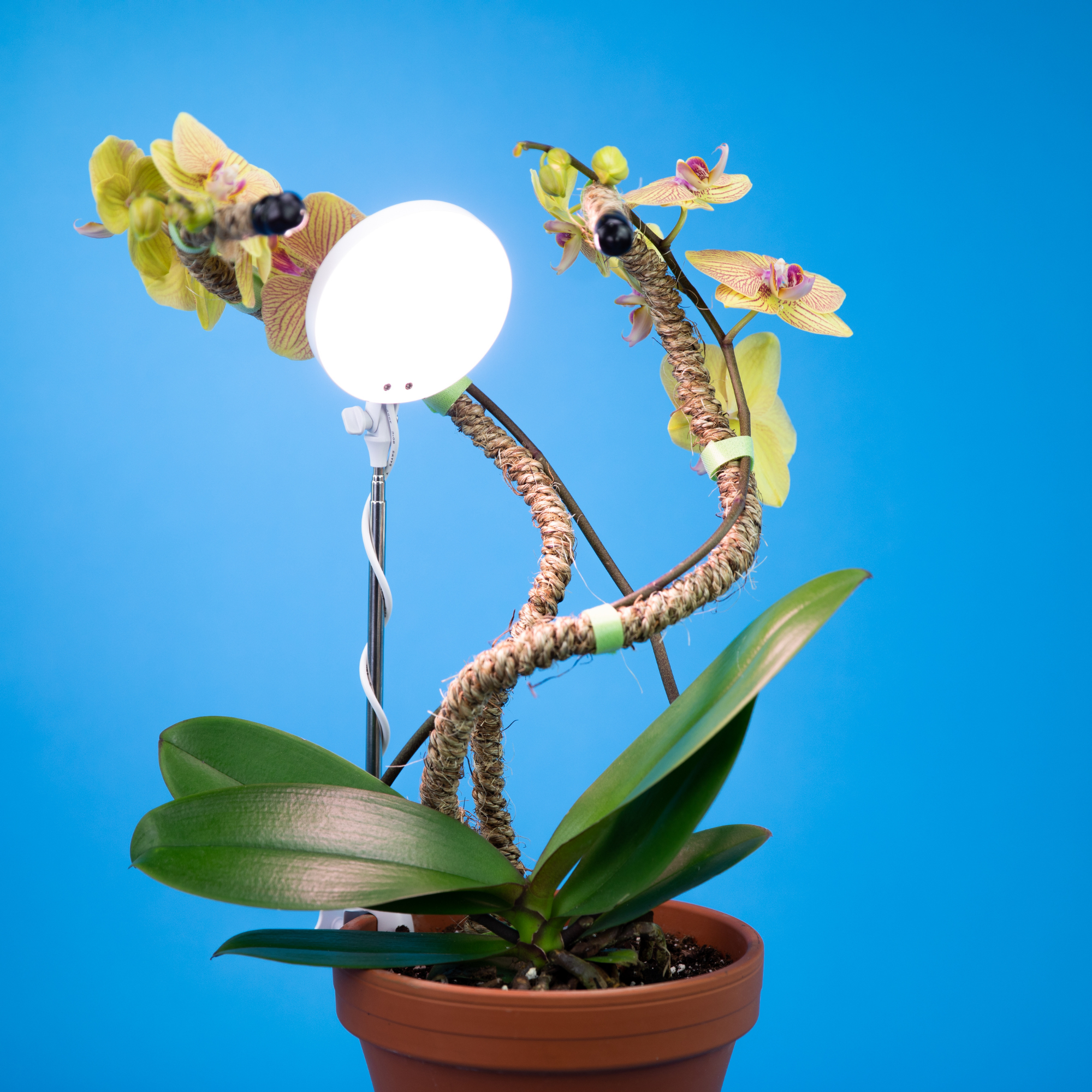 Adjustable LED Plant Light by Mossify