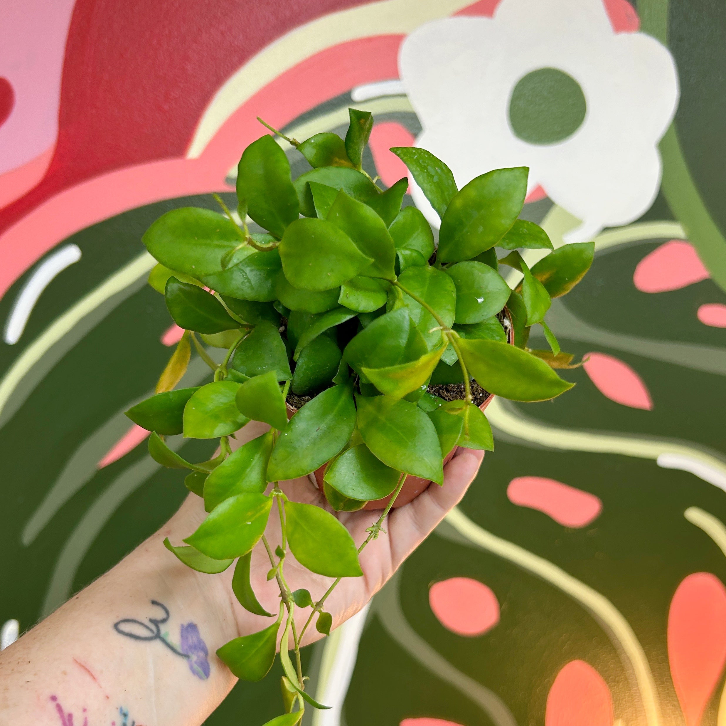 4" Hoya heuschkeliana 'Pink'