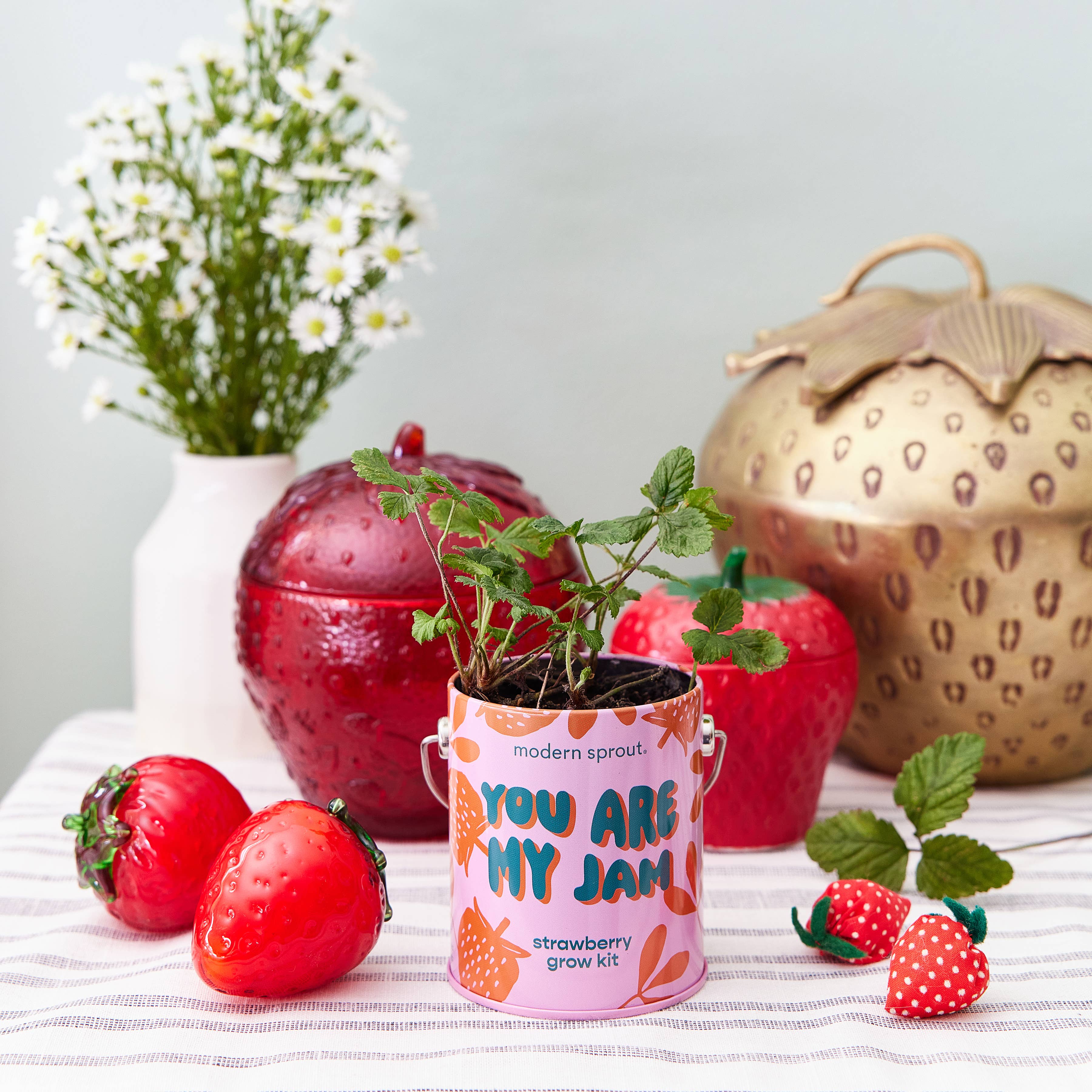 Strawberry Grow Kit 'You are My Jam'