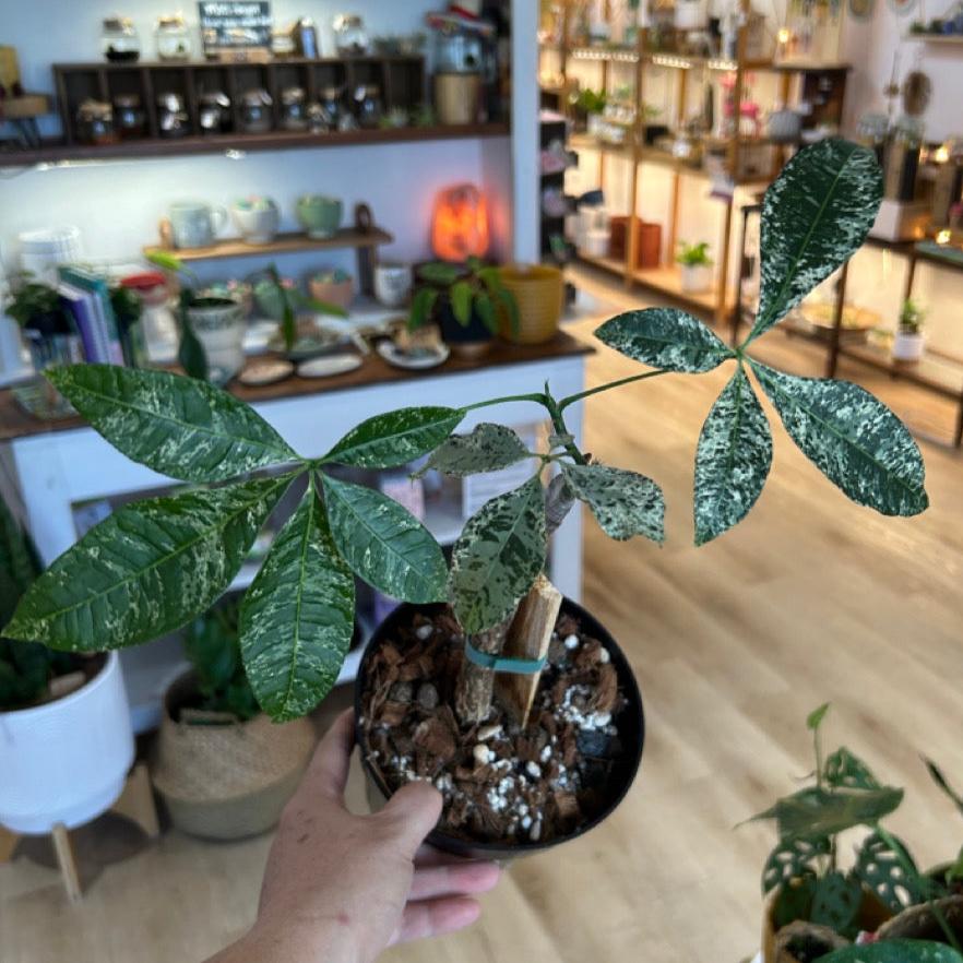 #21 Variegated Money Tree