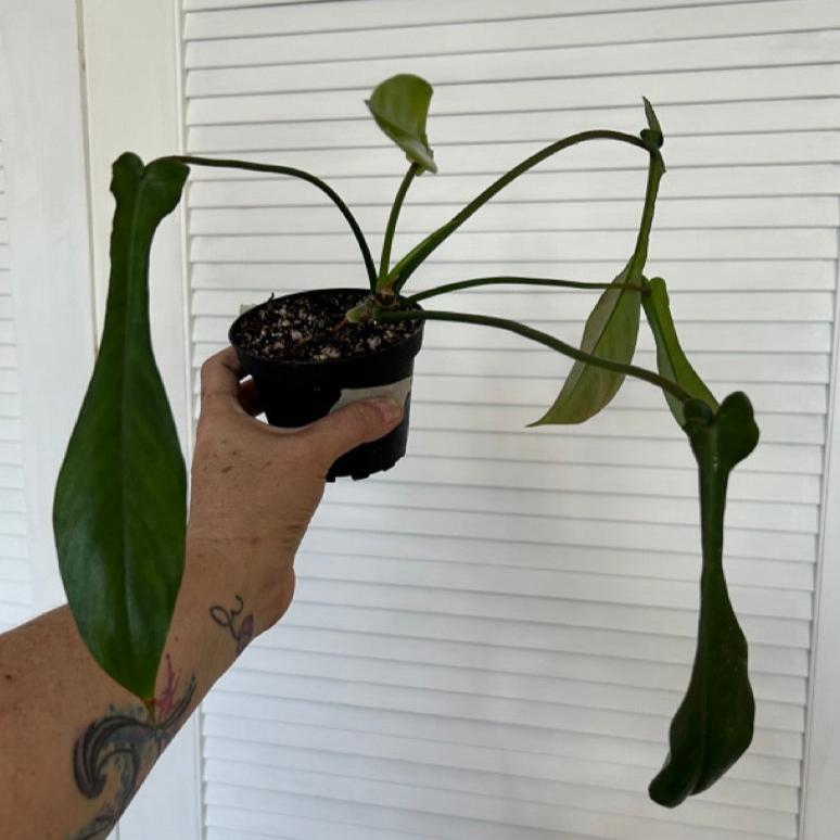 #22 Philodendron Joepii