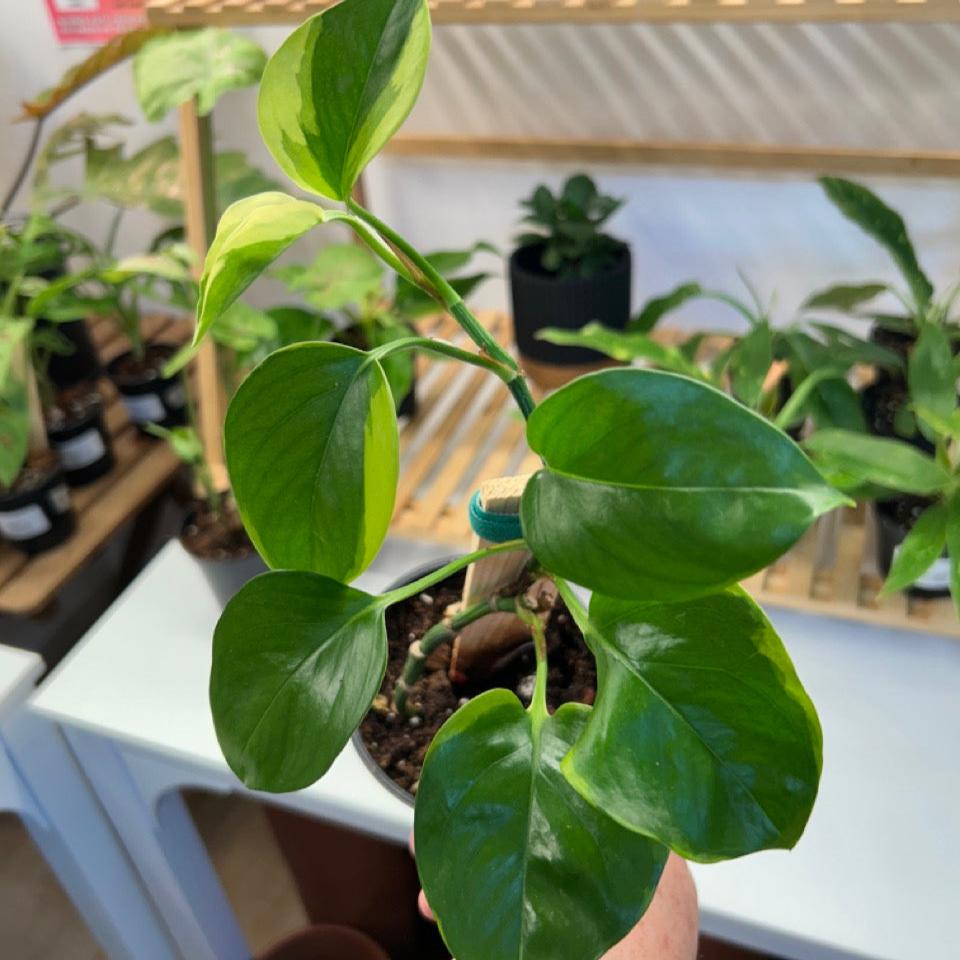 #24 Pothos Manjula Mutant