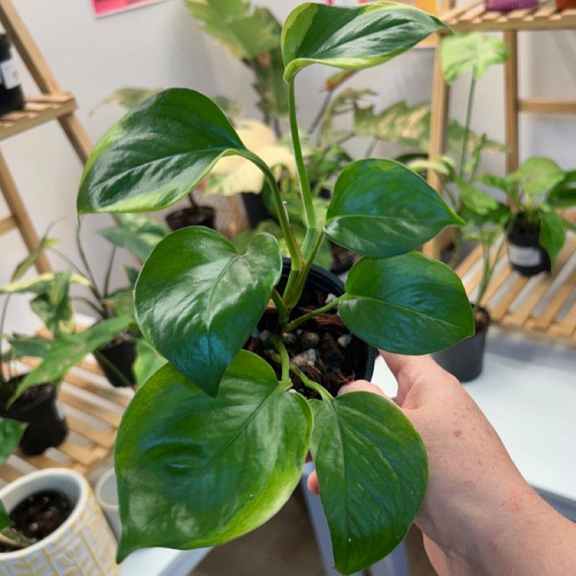 #25 Pothos Manjula Mutant