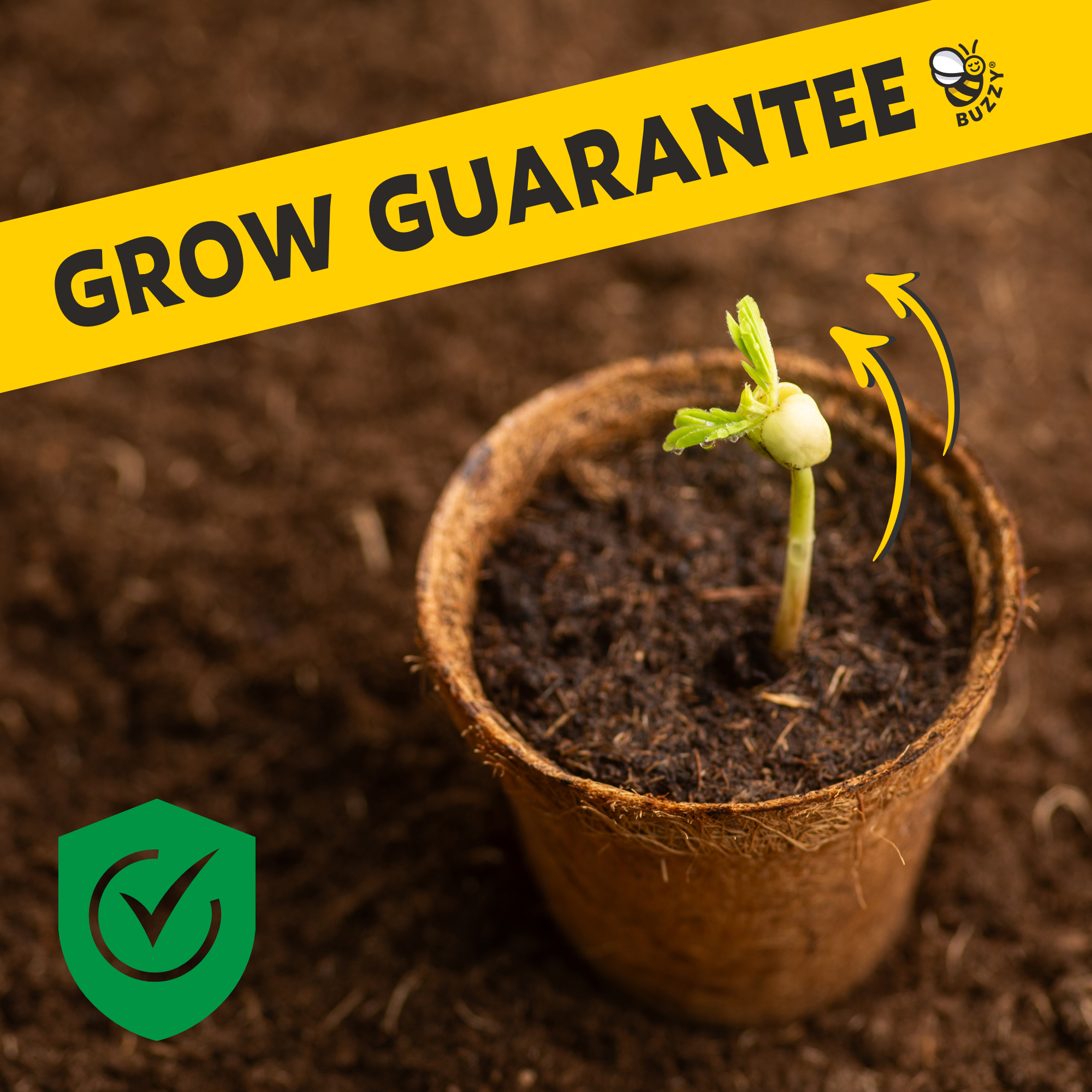 Wild Jungle of Chia Pop-Up Garden Grow Kit