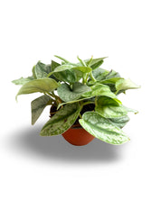 Scindapsus ‘Silver Satin’