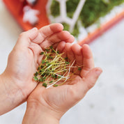 Microgreens DIY Kit: Out of this World