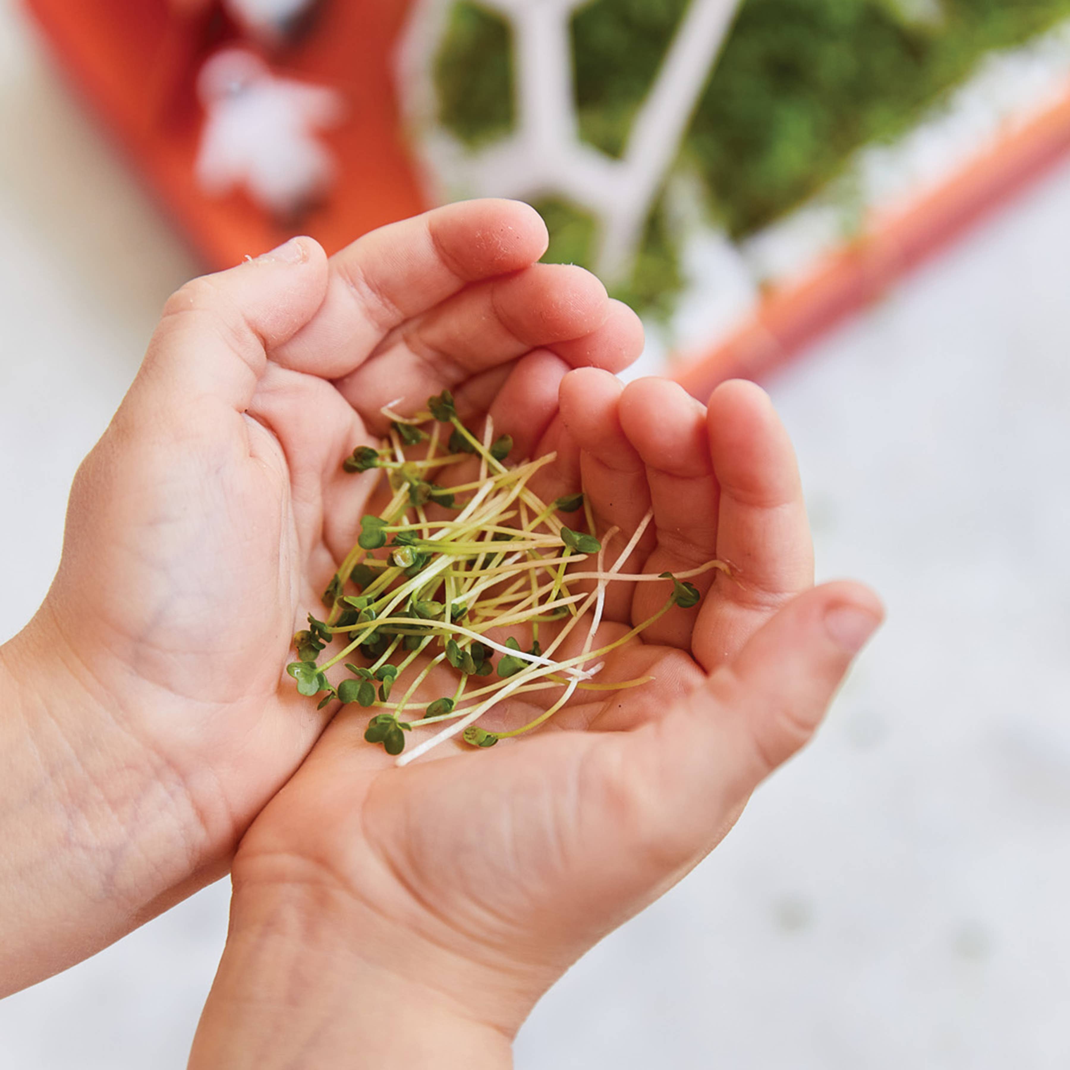 Microgreens DIY Kit: Out of this World