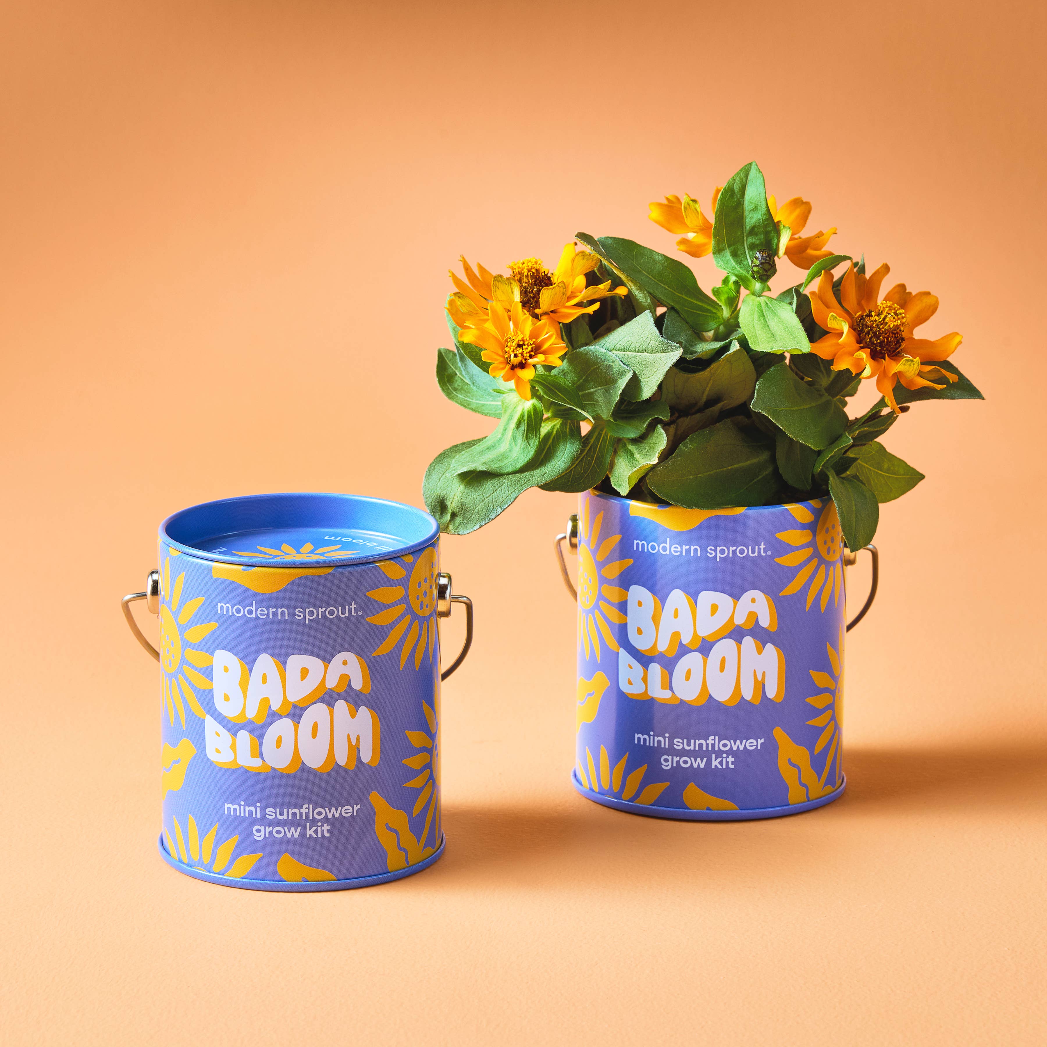 Sunflower Grow Kit 'Bada Bloom'