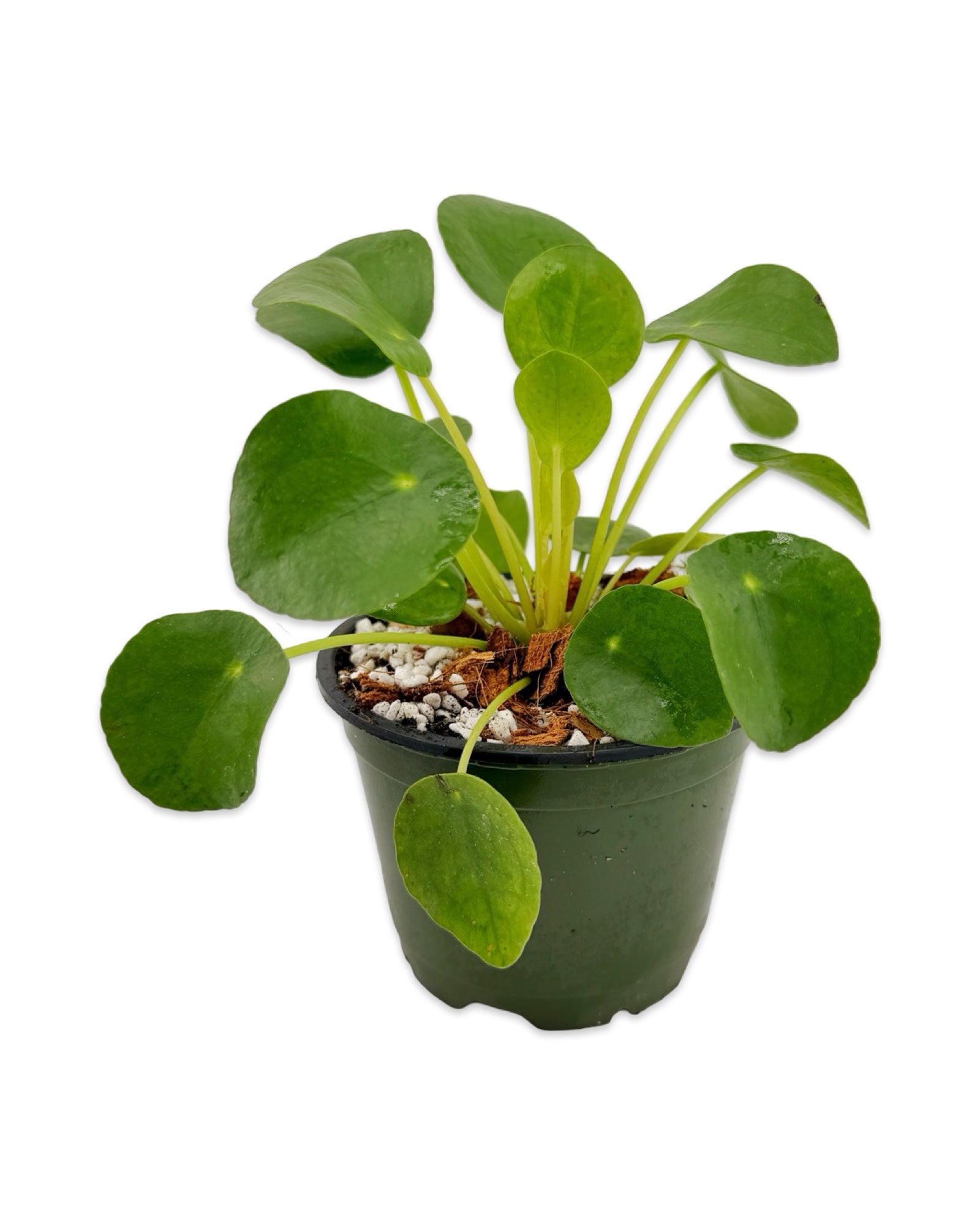Pilea Peperomioides (Chinese Money Plant)