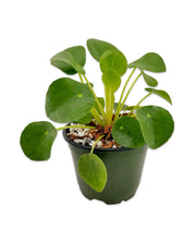 Pilea Peperomioides (Chinese Money Plant)