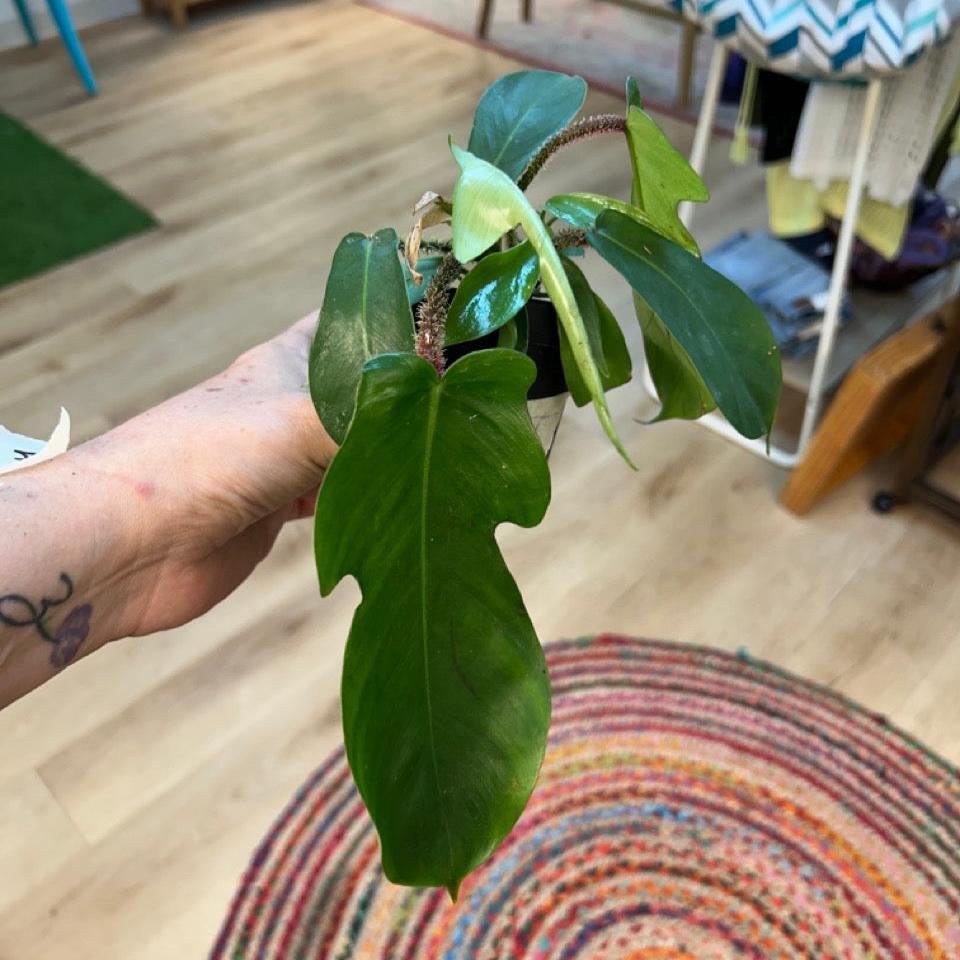 #38 Philodendron Squamiferum