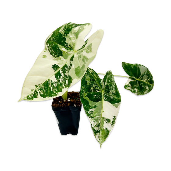 2.5" Variegated Alocasia 'Frydek' - PRE-ORDER