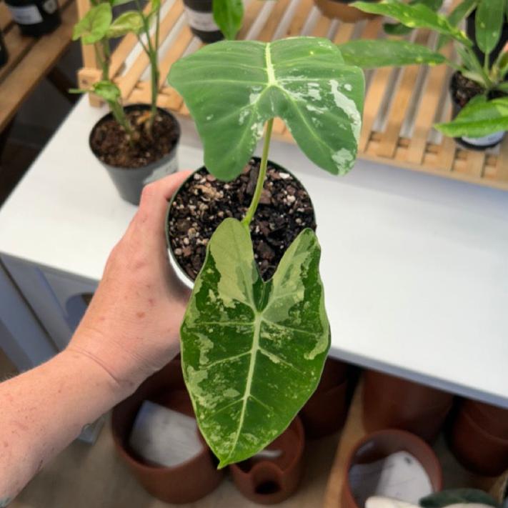 #41 Variegated Alocasia Frydek