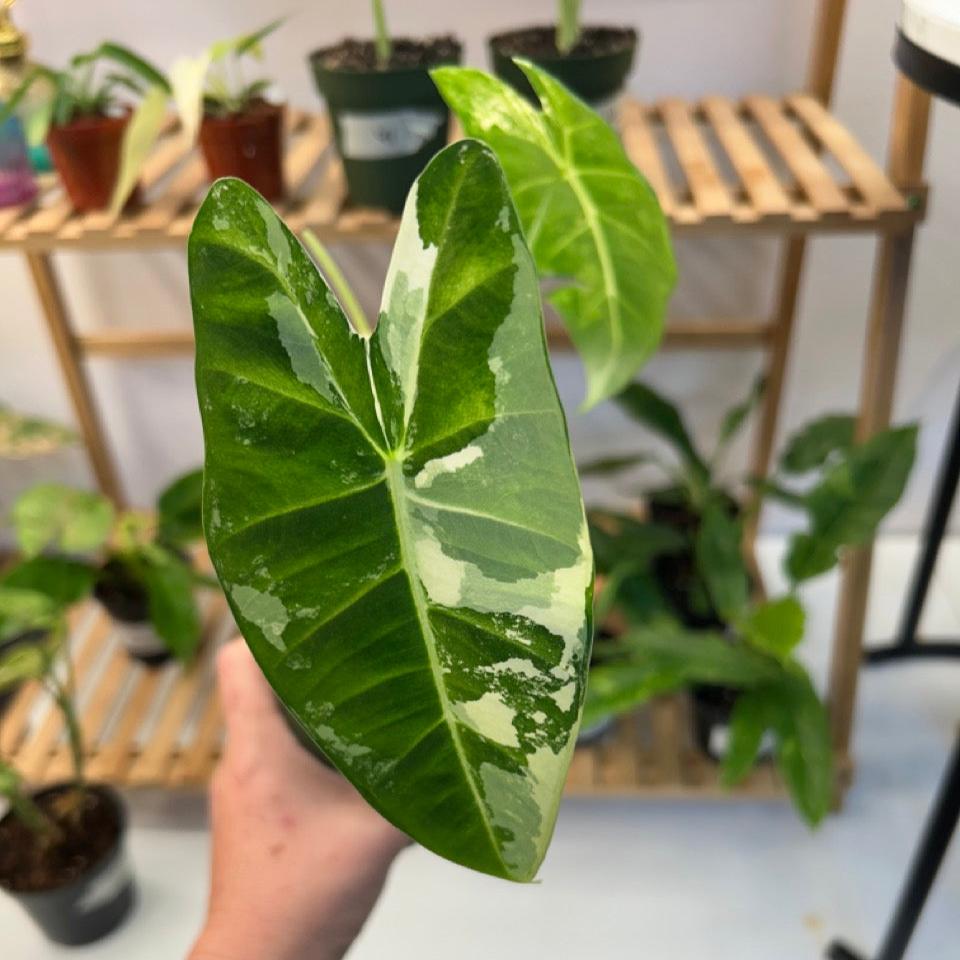 #43 Variegated Alocasia Frydek