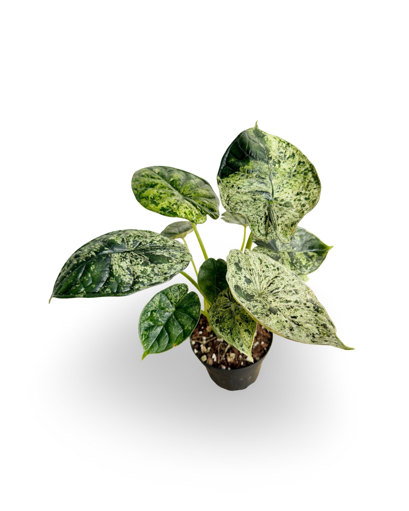 Alocasia Green Dragon Scale variegated 'Mint’