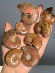 Rainbow Ammonite Fossil