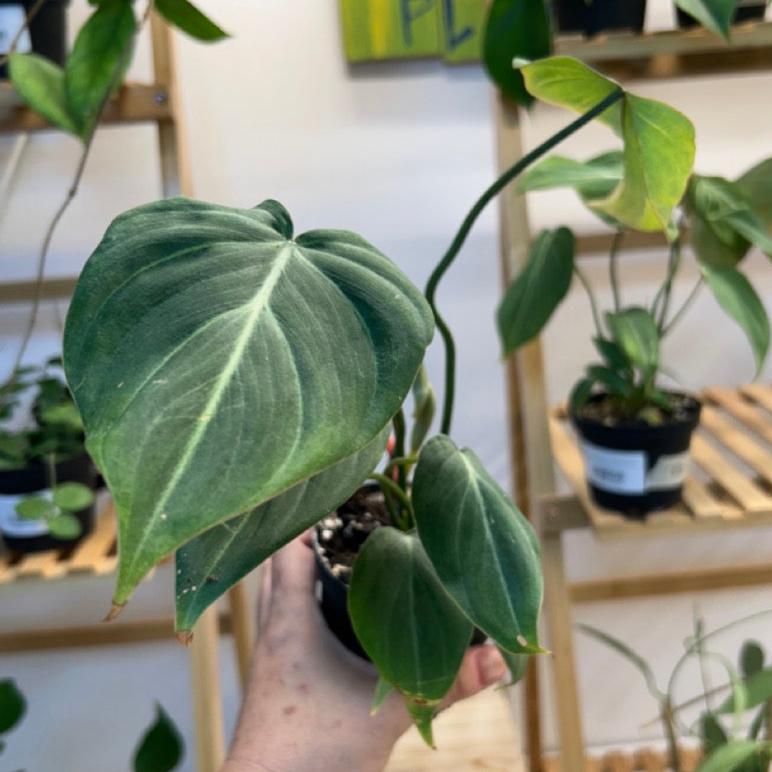 #51 Philodendron Gloriosum