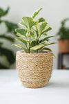 Seagrass Covered Planter 6"