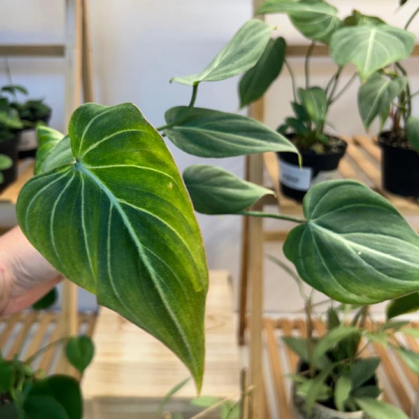 #52 Philodendron Gloriosum