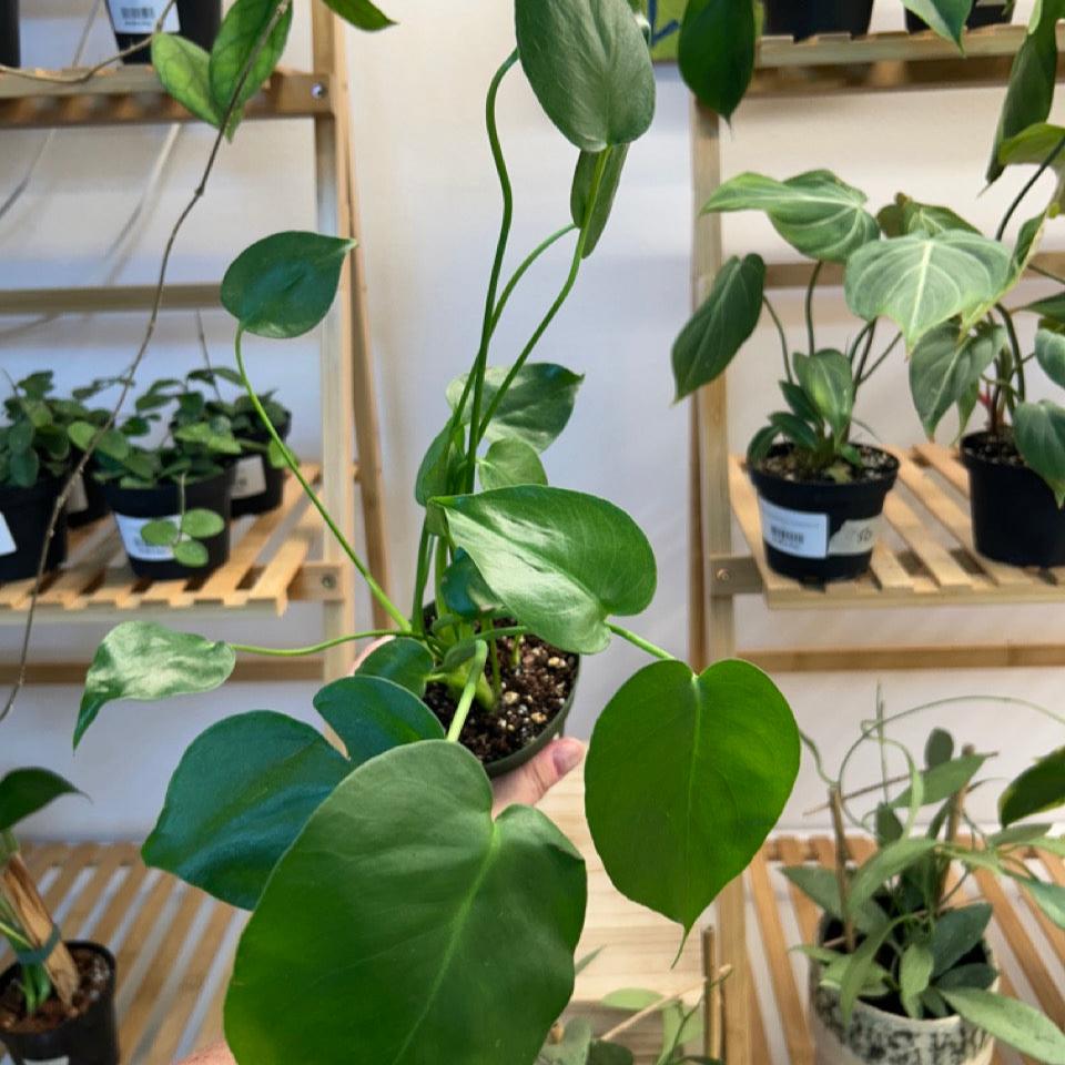 #53 Philodendron Monstera Deliciosa