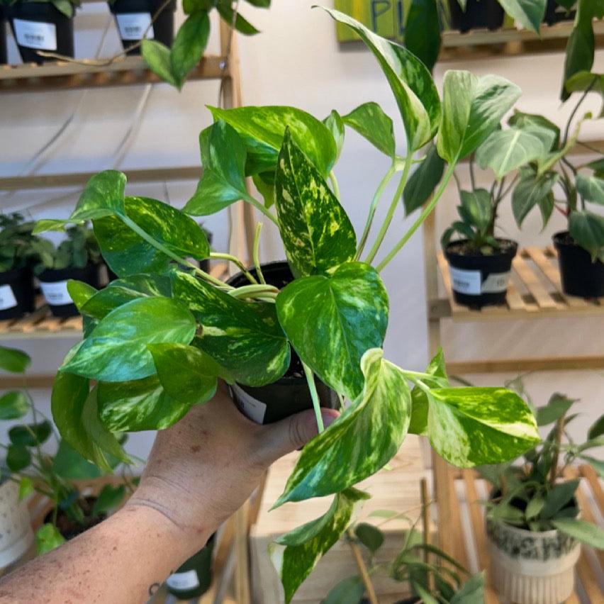 #57 Golden Pothos Hi-color