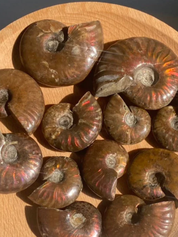 Rainbow Ammonite Fossil