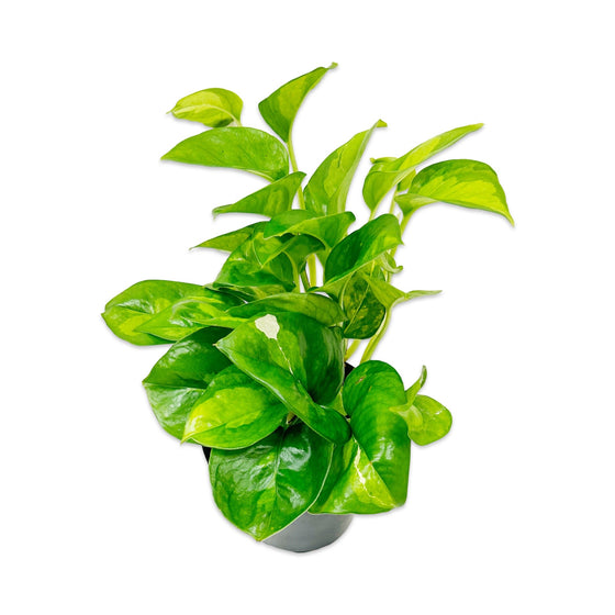 4" Pothos 'Global Green'