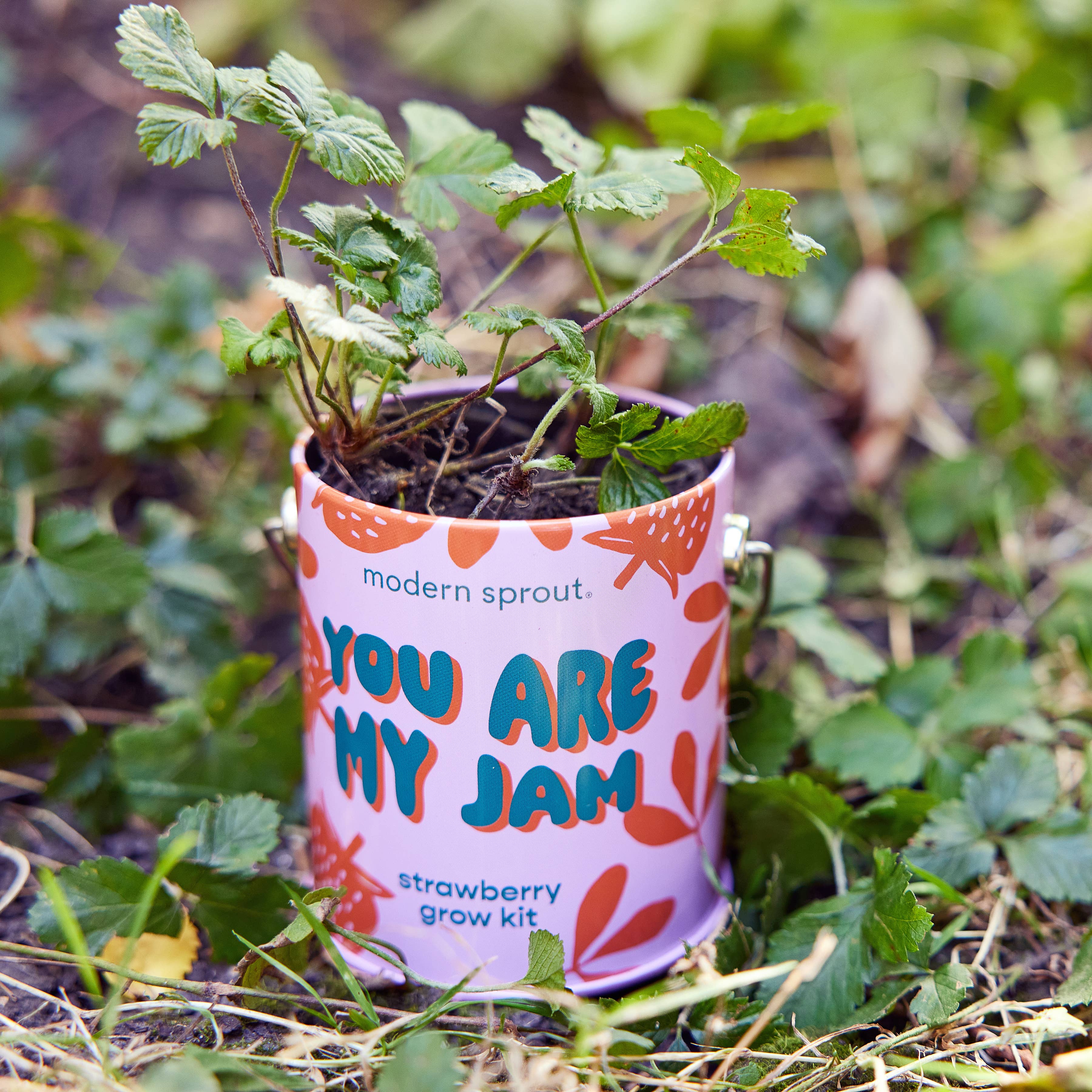 Strawberry Grow Kit 'You are My Jam'