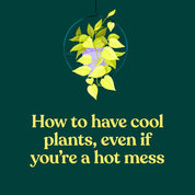 The Green Dumb Guide to Houseplants – Easy, Hard-to-Kill Plants for Beginners