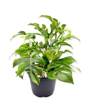 Philodendron ‘Minima’ (Mini Monstera)