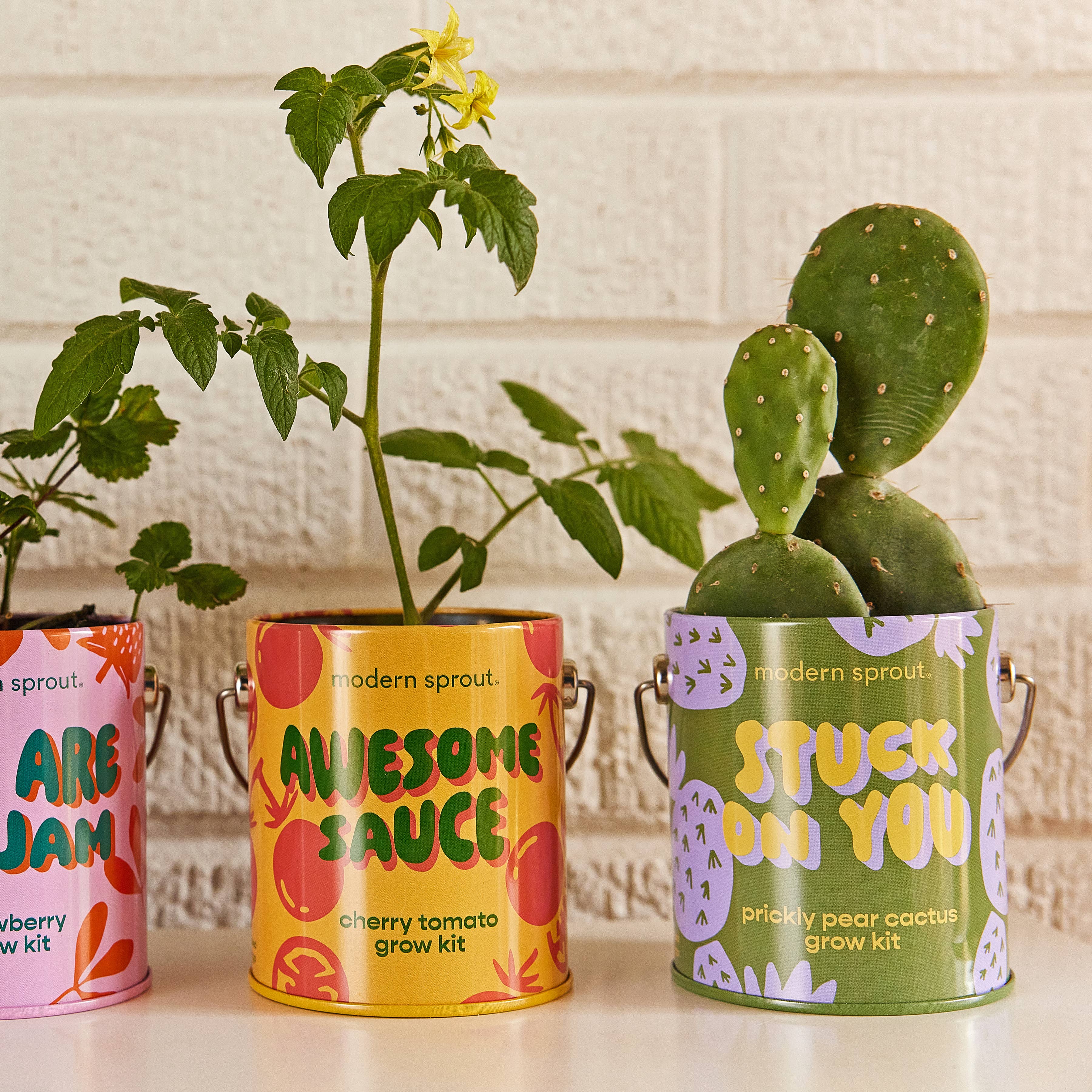 Prickly Pear Cactus Grow Kit 'Stuck on You'