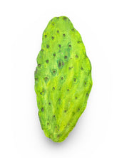 Cactus Leaf Concrete Wall Art by Urban Soule